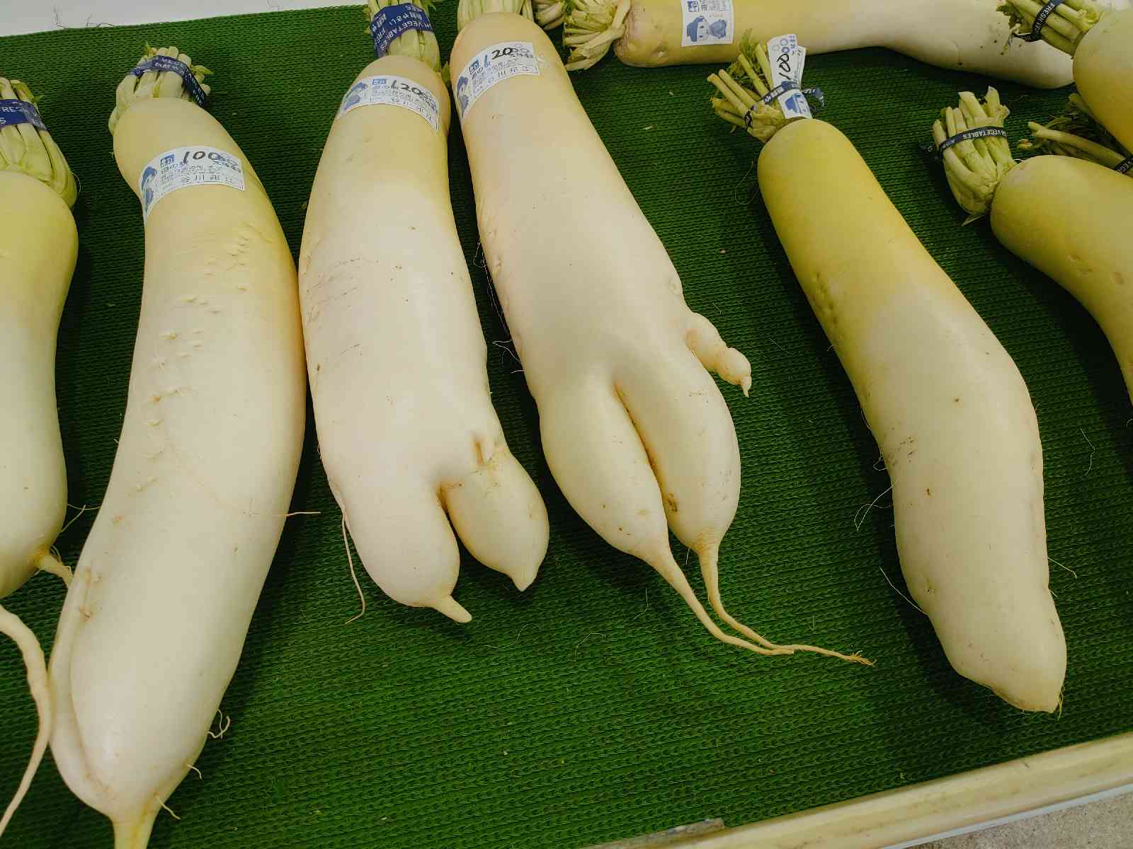 投稿された画像