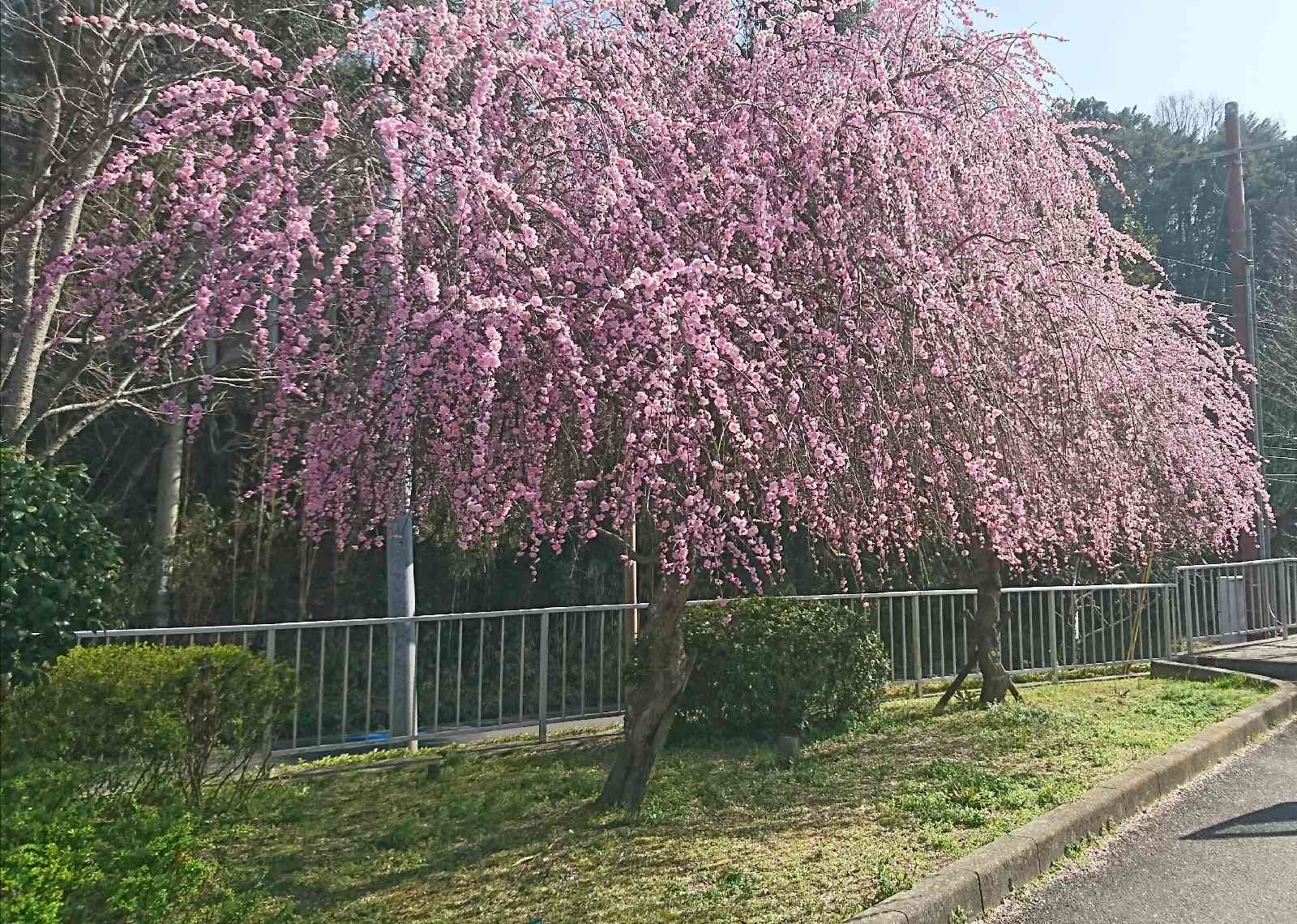 道の駅 近つ飛鳥の里太子の写真