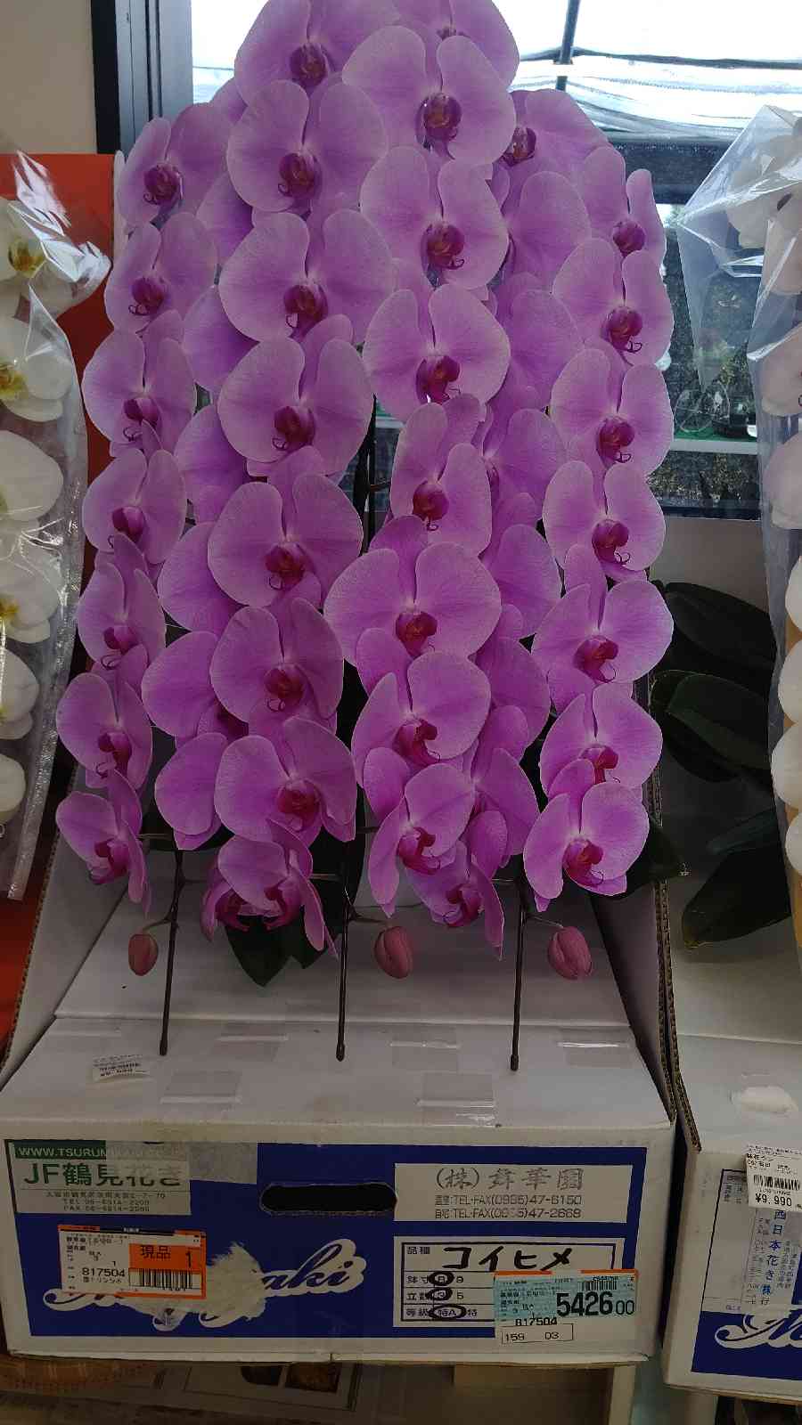 投稿された画像