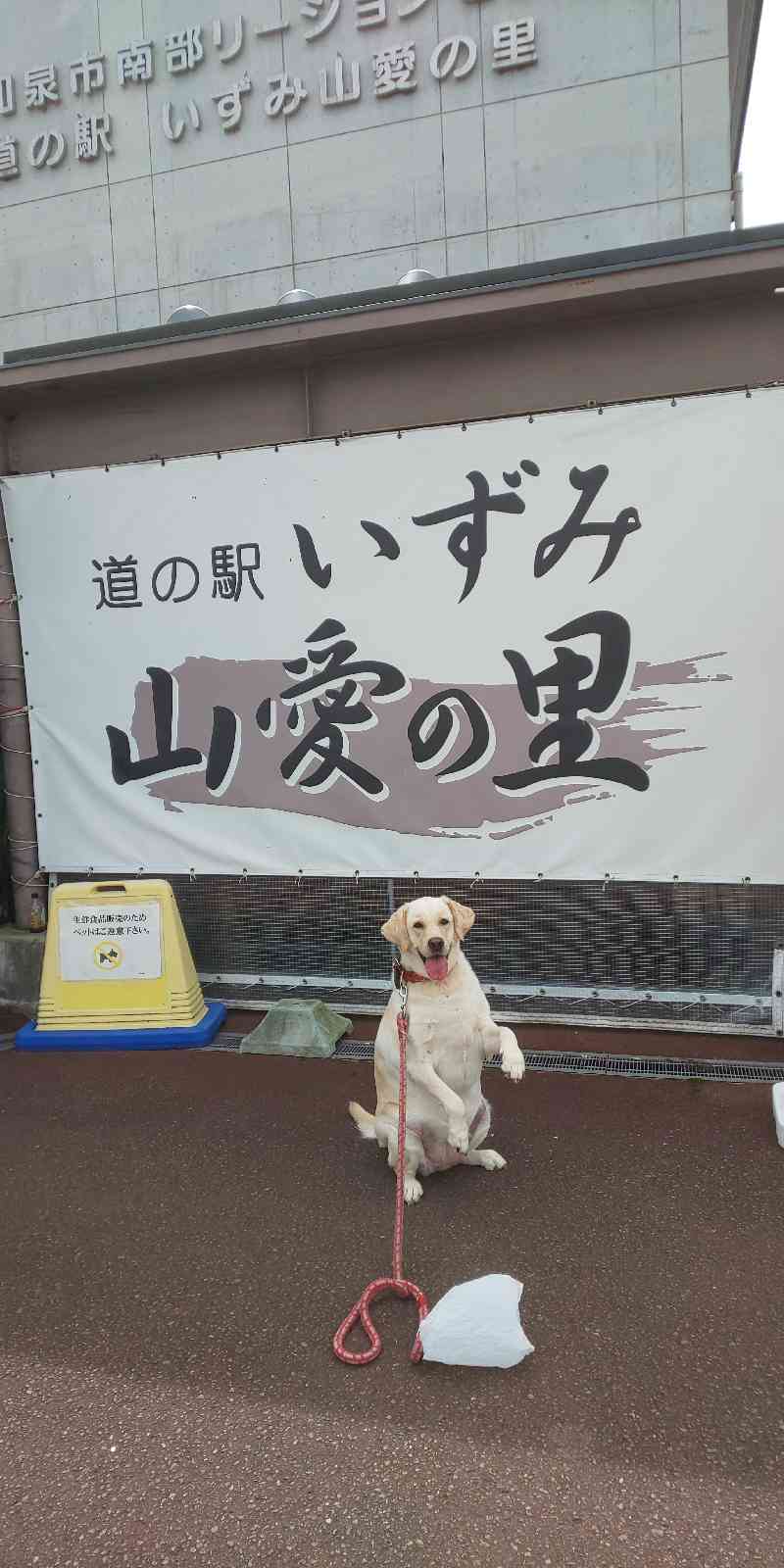 投稿された画像