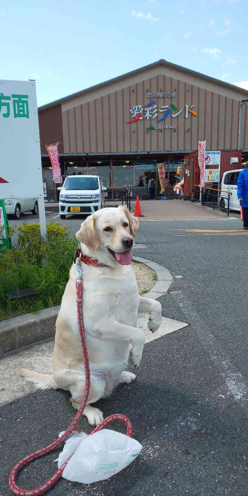 投稿された画像