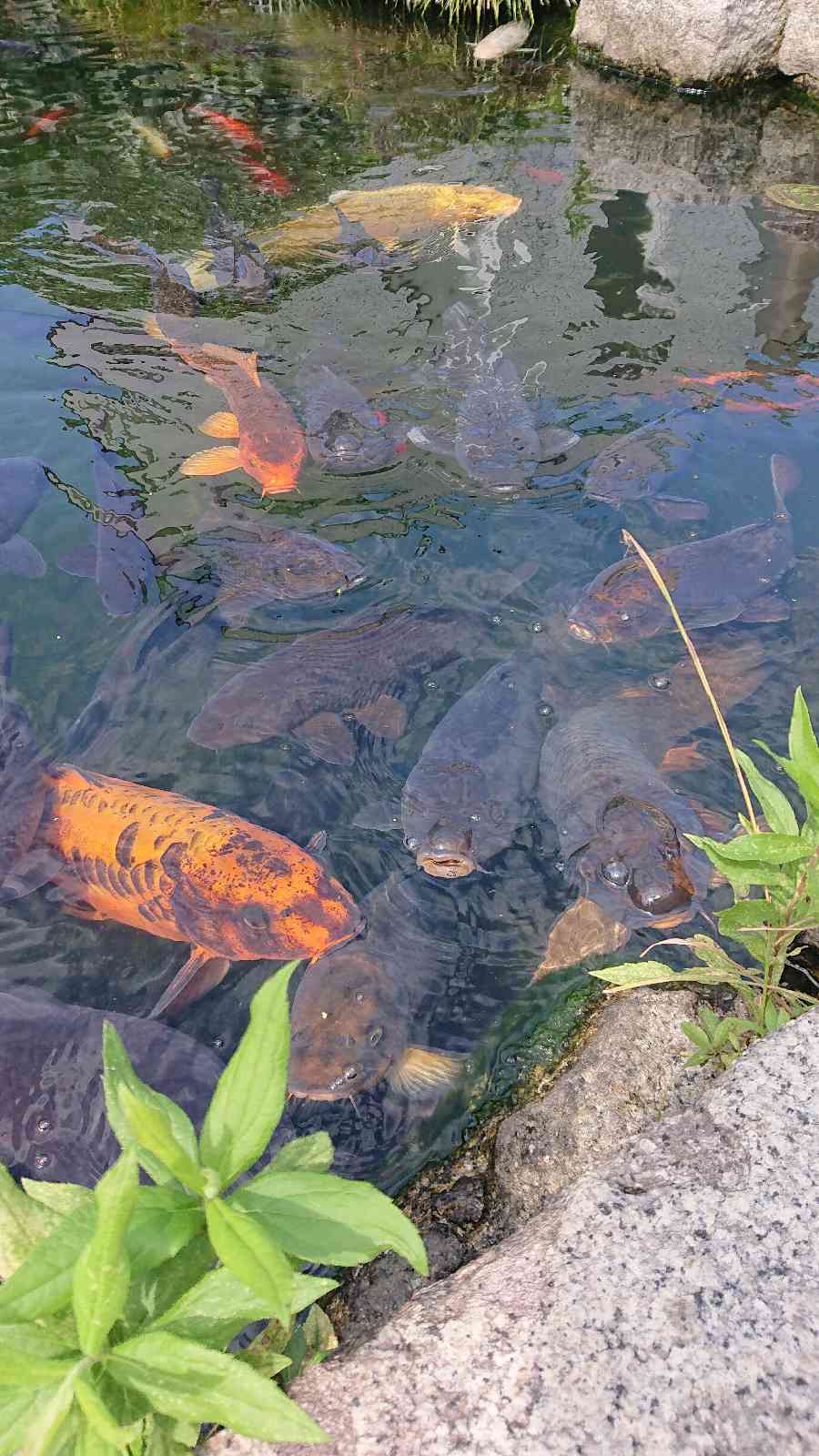 投稿された画像