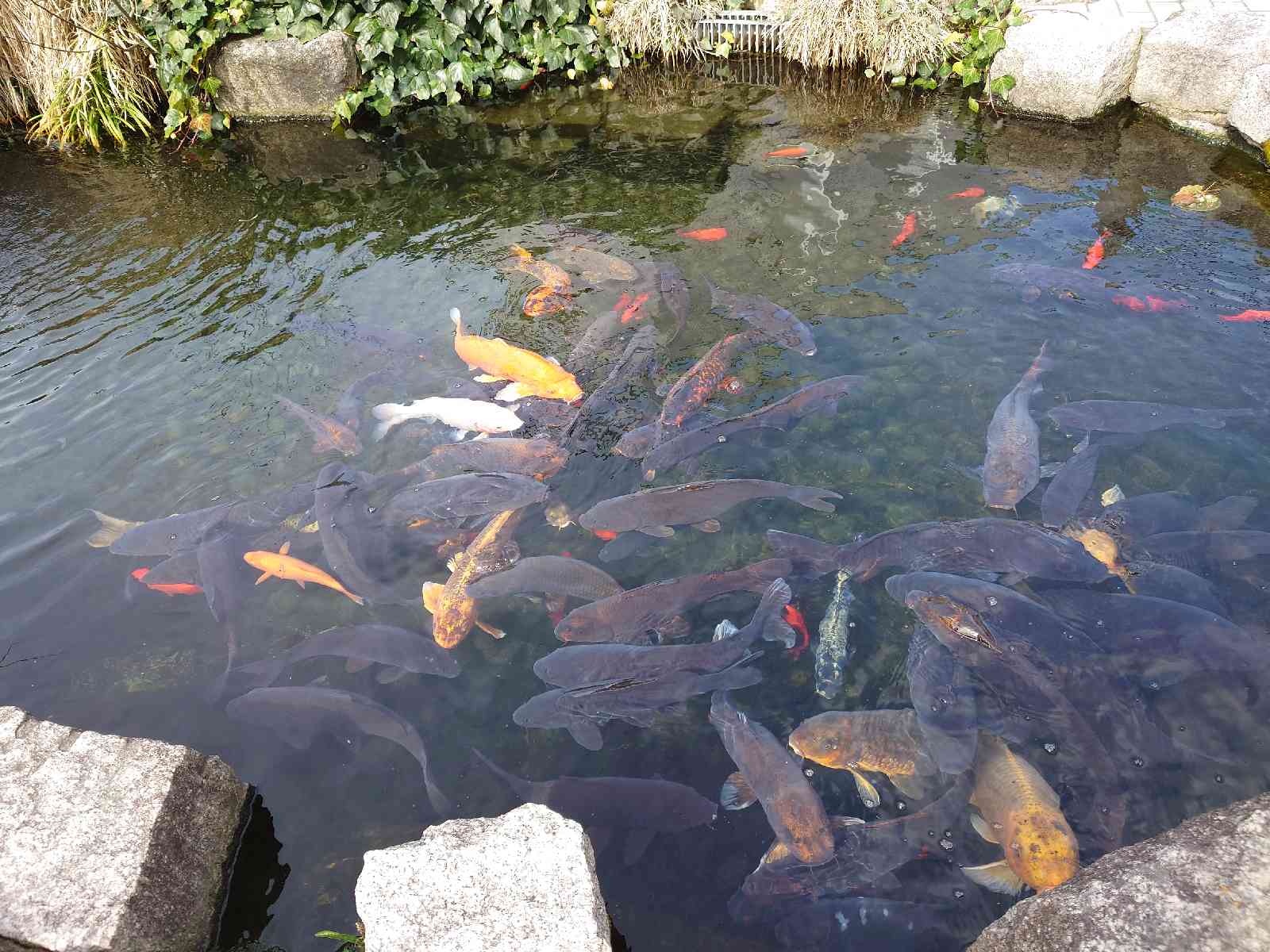 投稿された画像