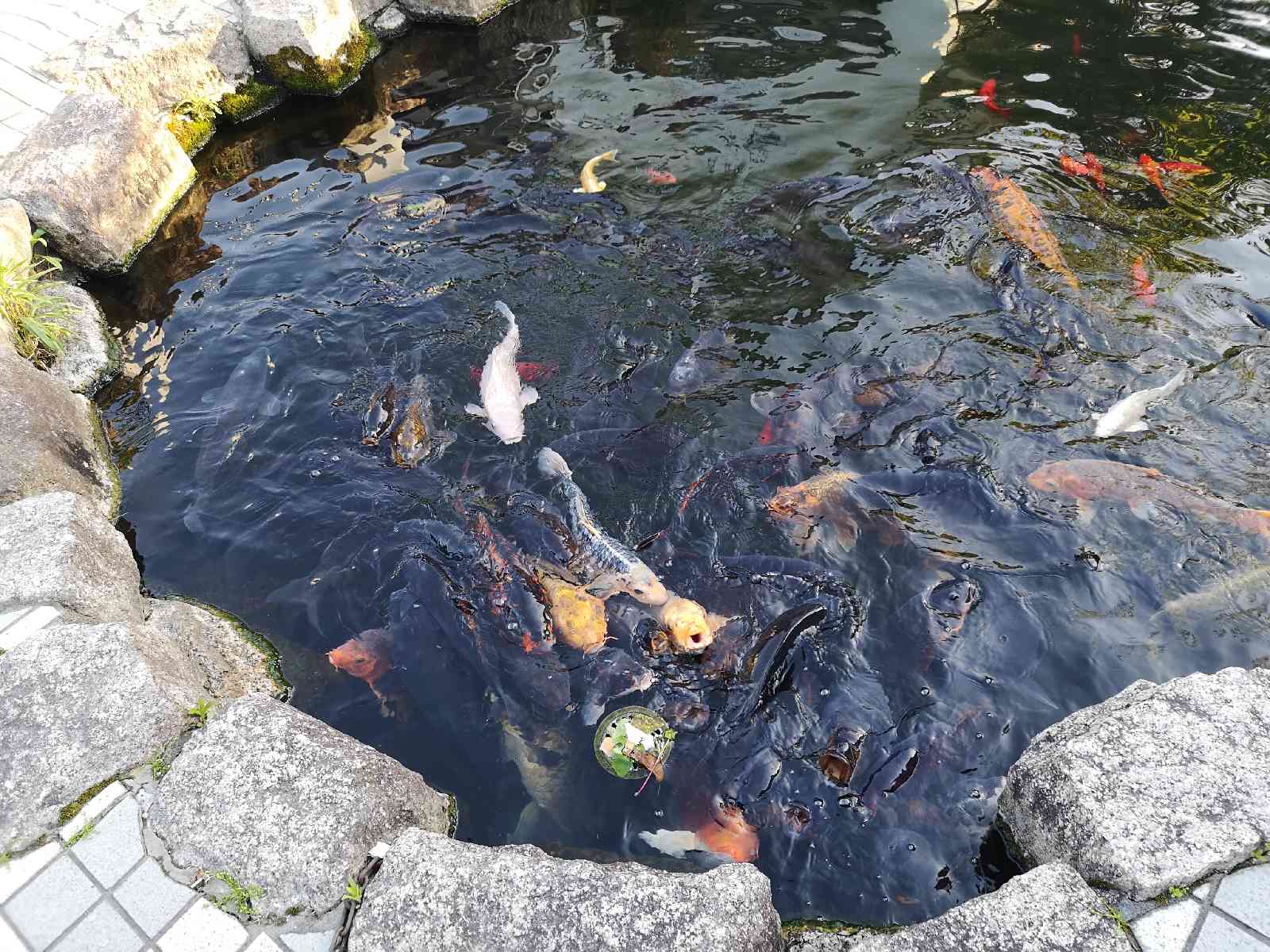 投稿された画像