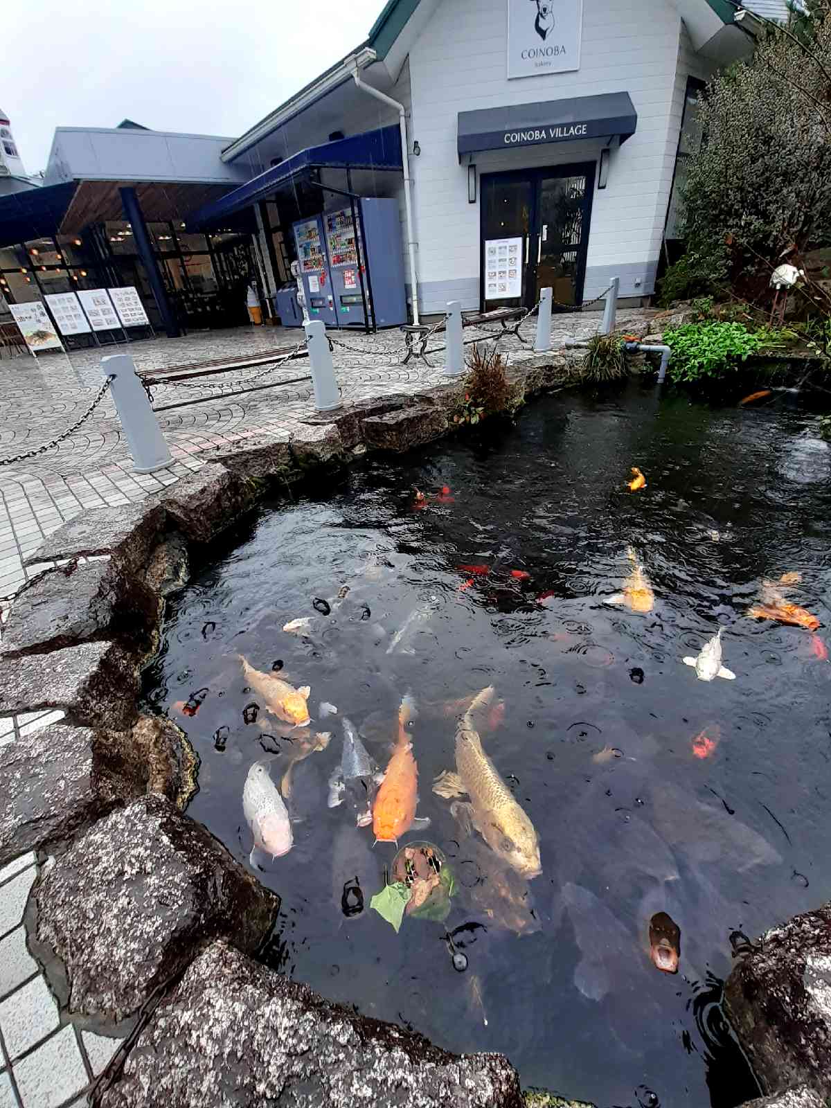 投稿された画像