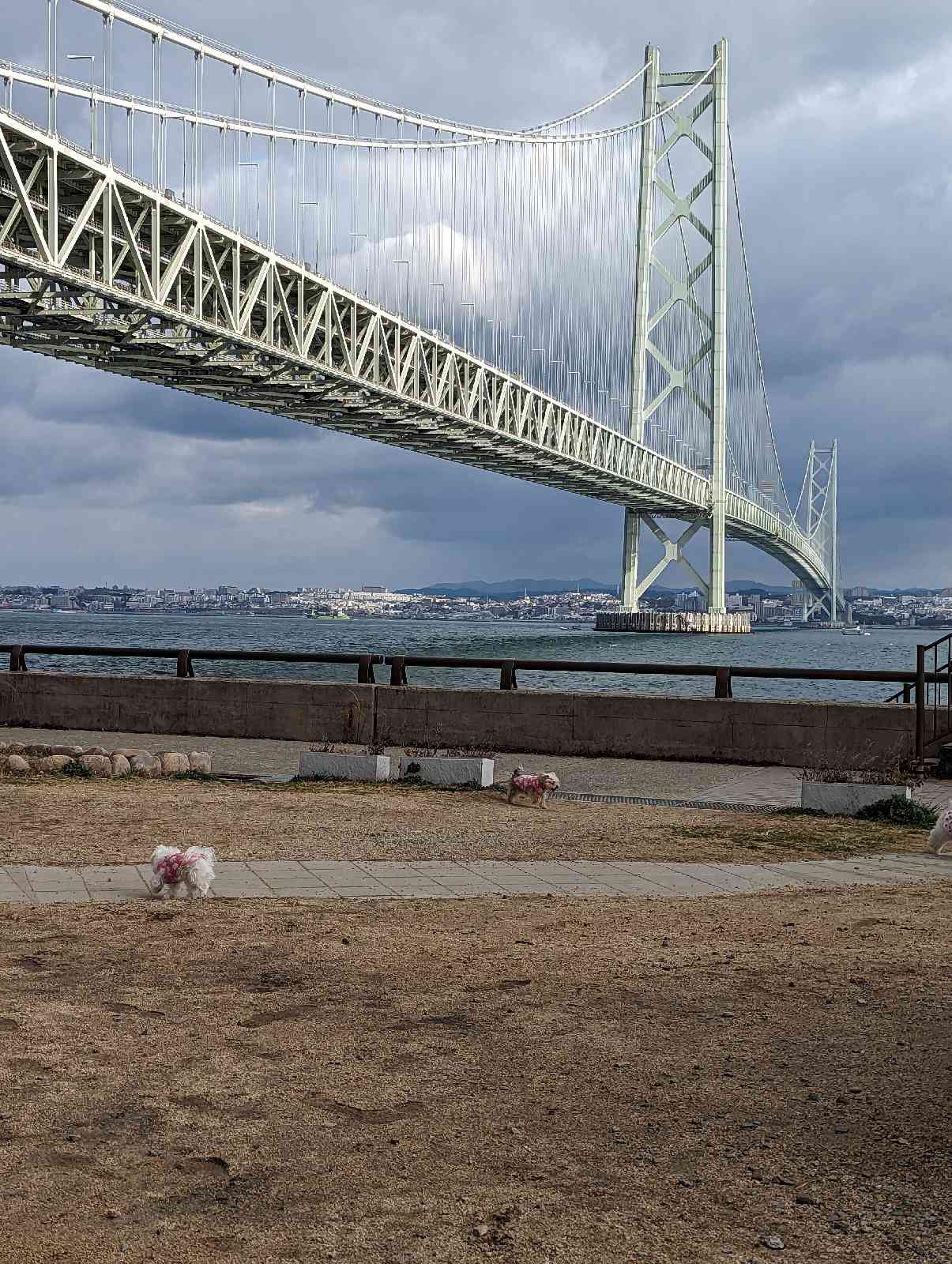 投稿された画像