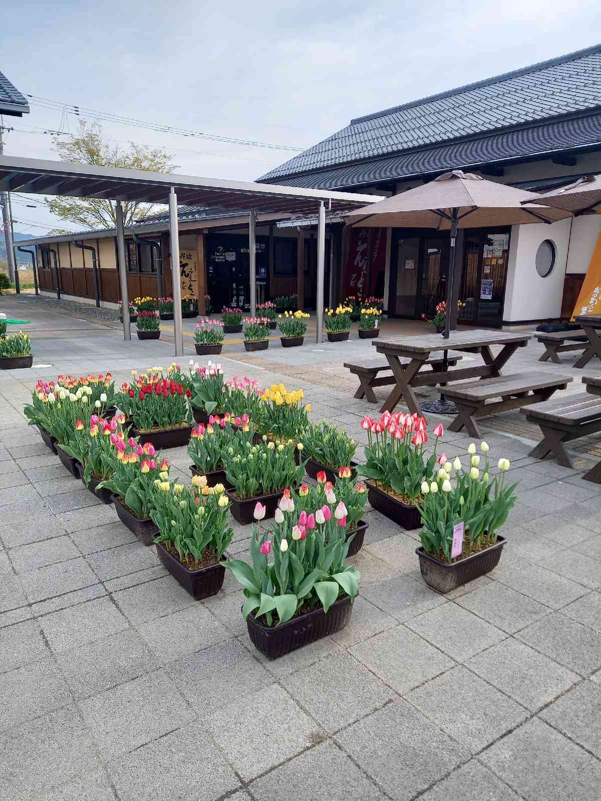 投稿された画像