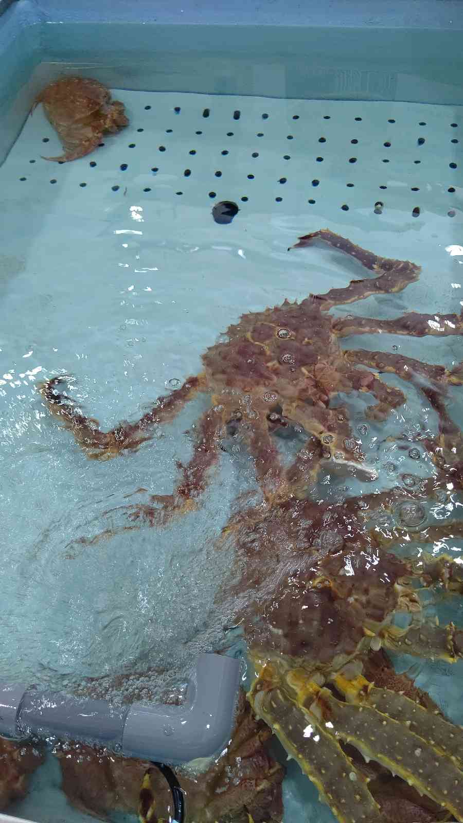 投稿された画像