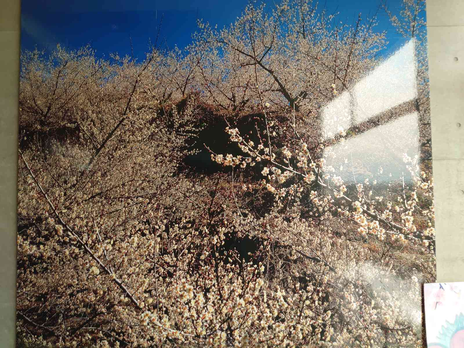 投稿された画像