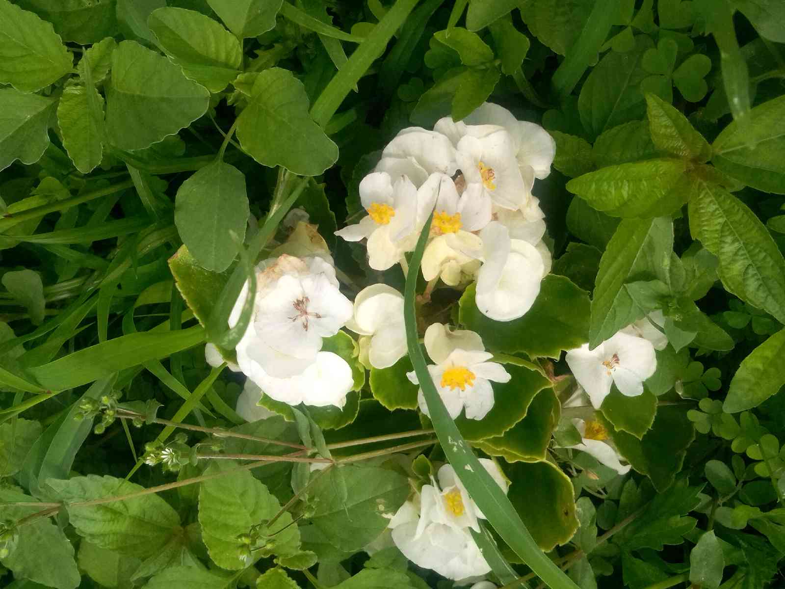 投稿された画像