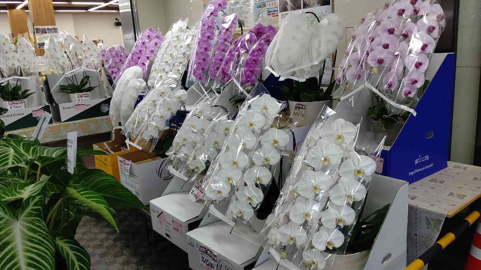 投稿された画像