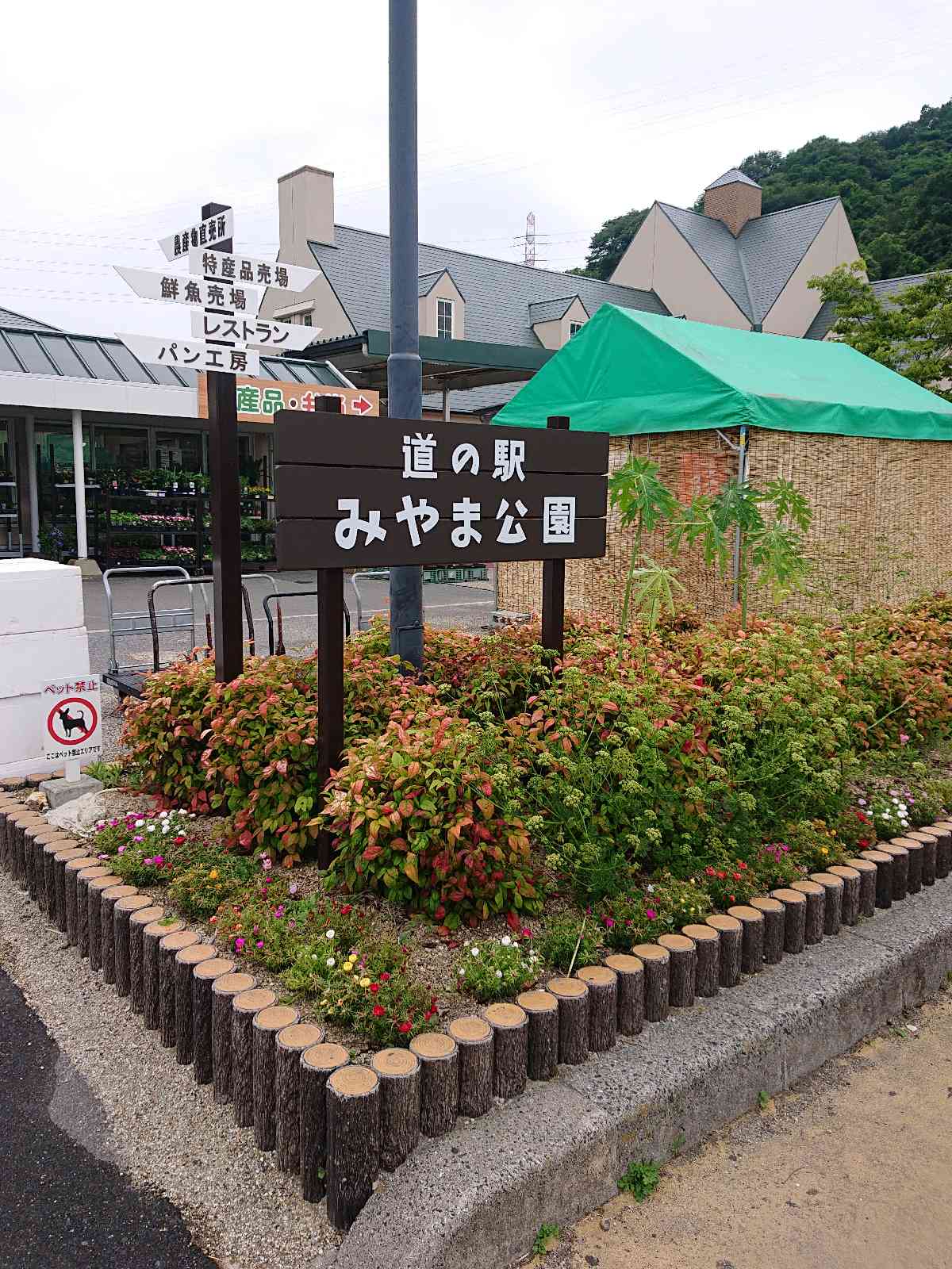 投稿された画像