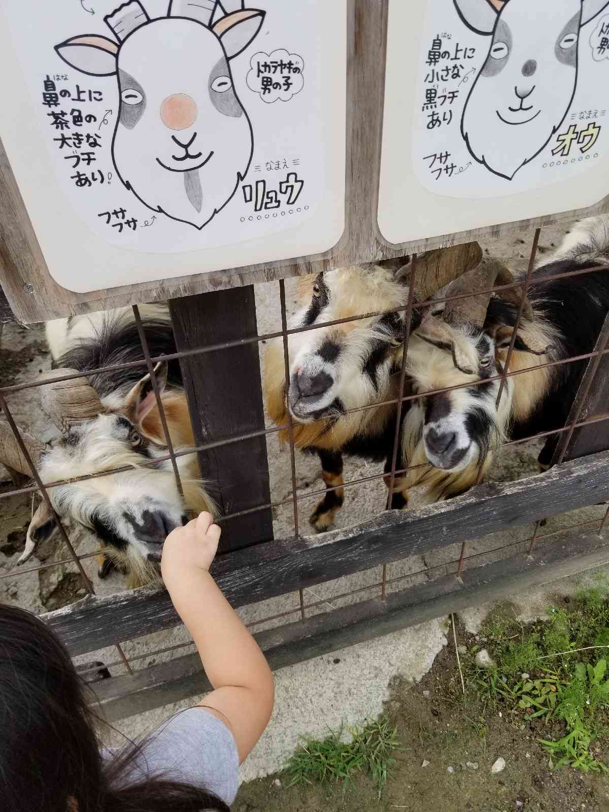 投稿された画像
