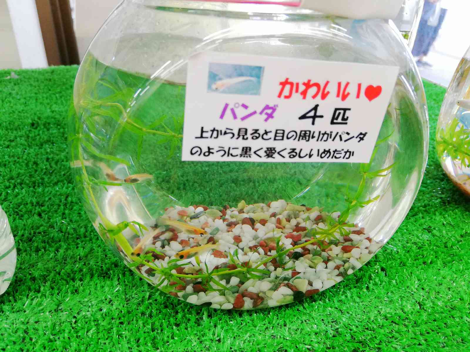 投稿された画像