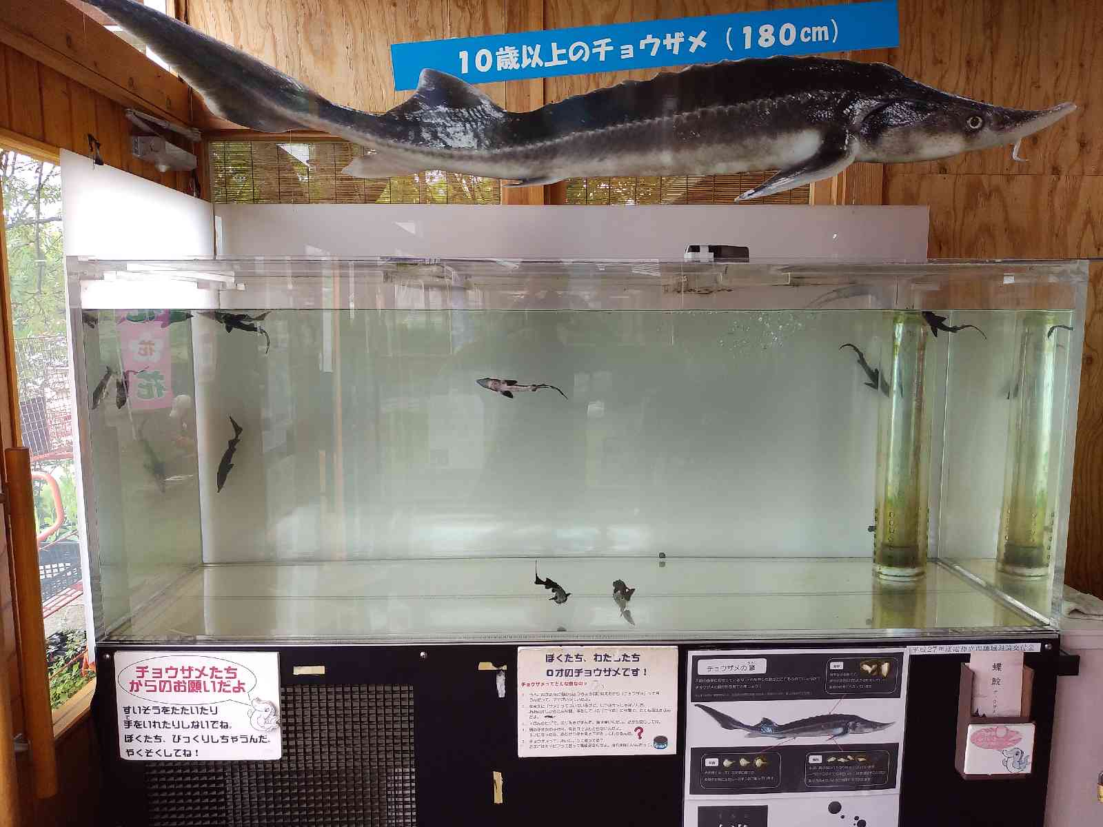 投稿された画像