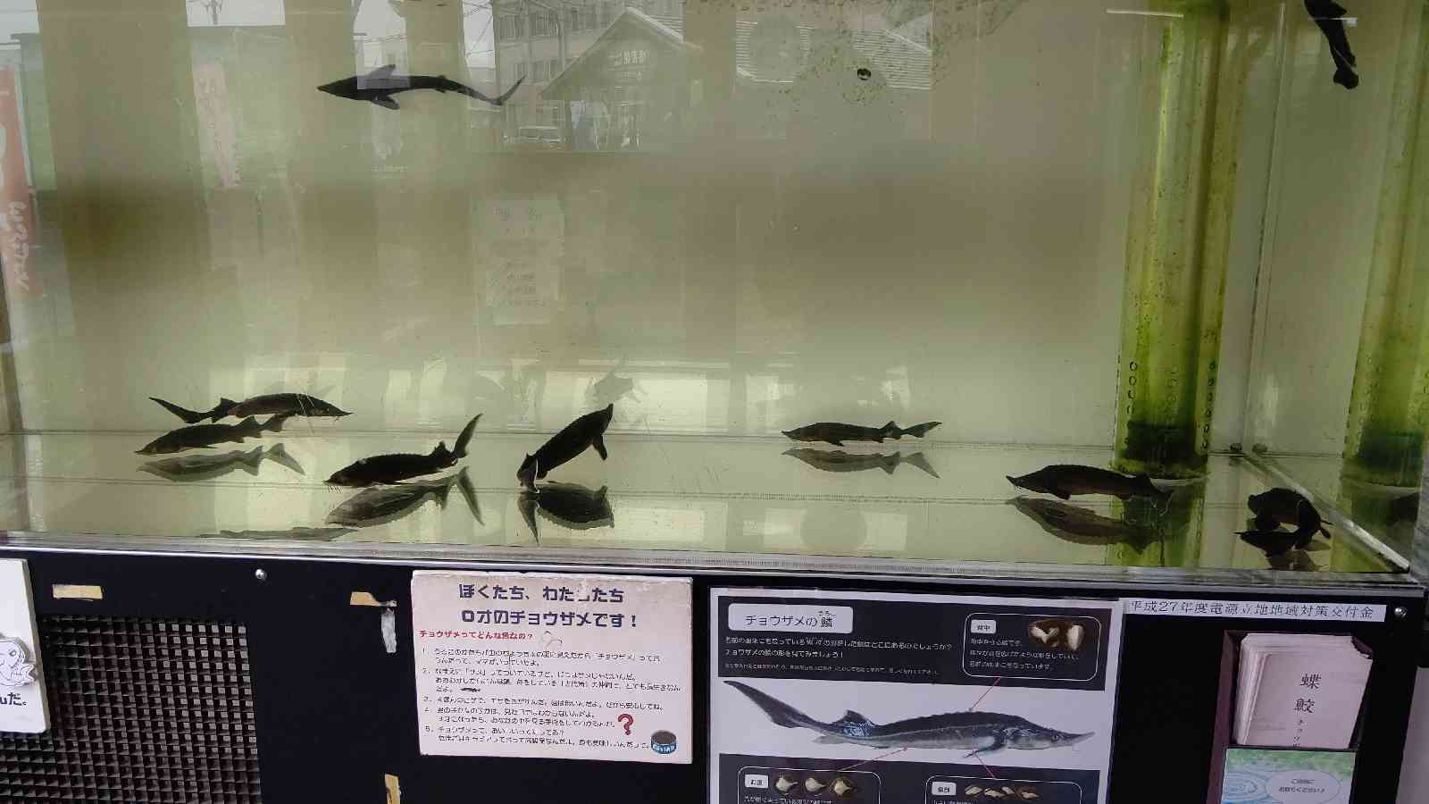 投稿された画像