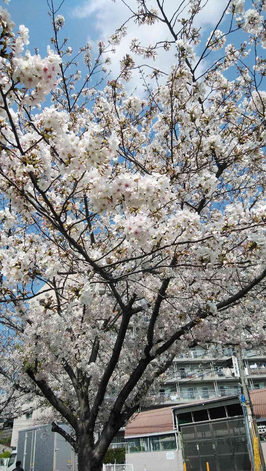 投稿された画像