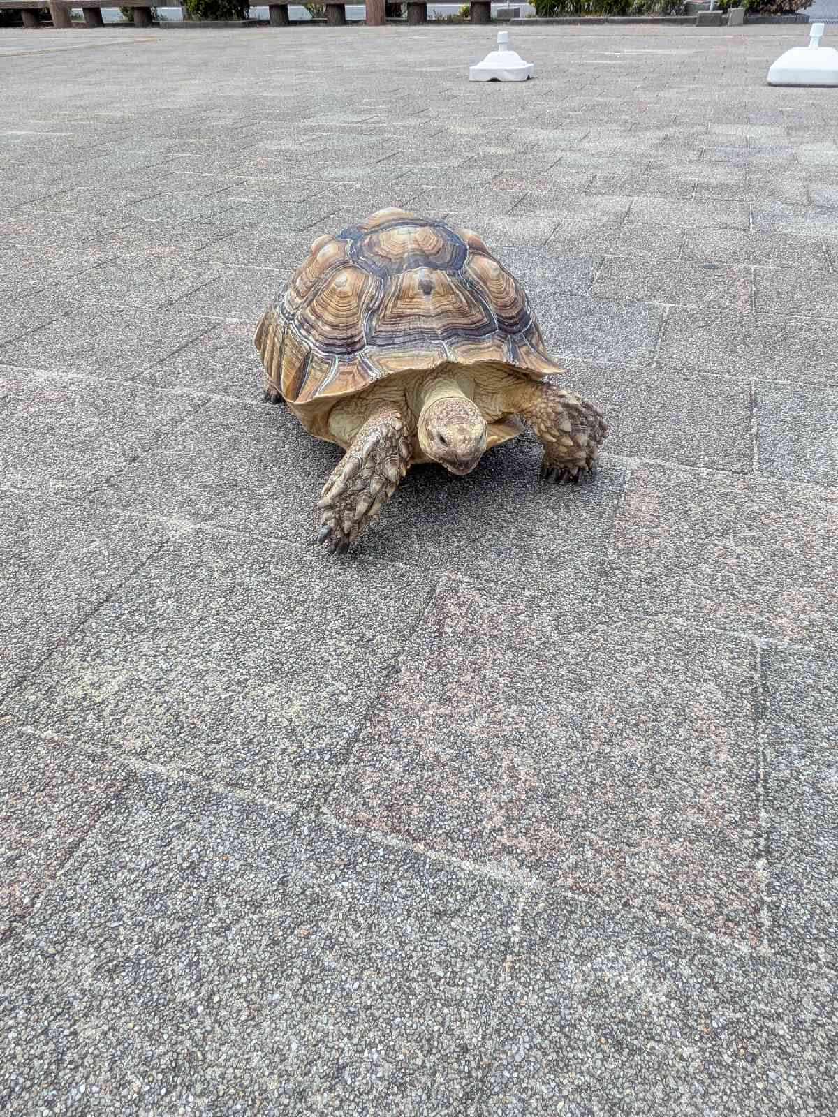 道の駅 風早の郷風和里の写真