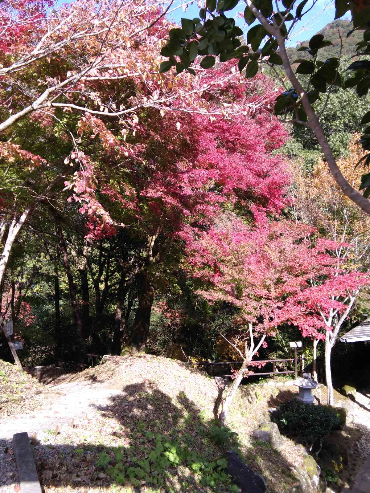 投稿された画像