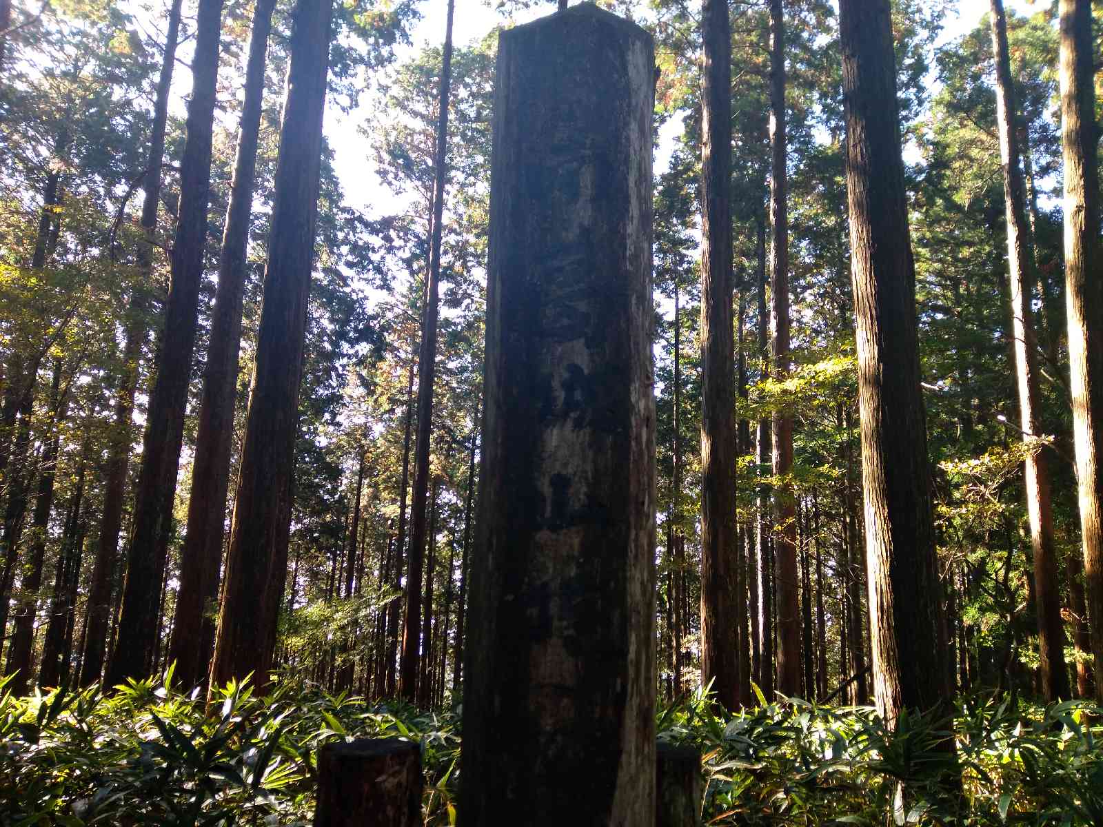投稿された画像