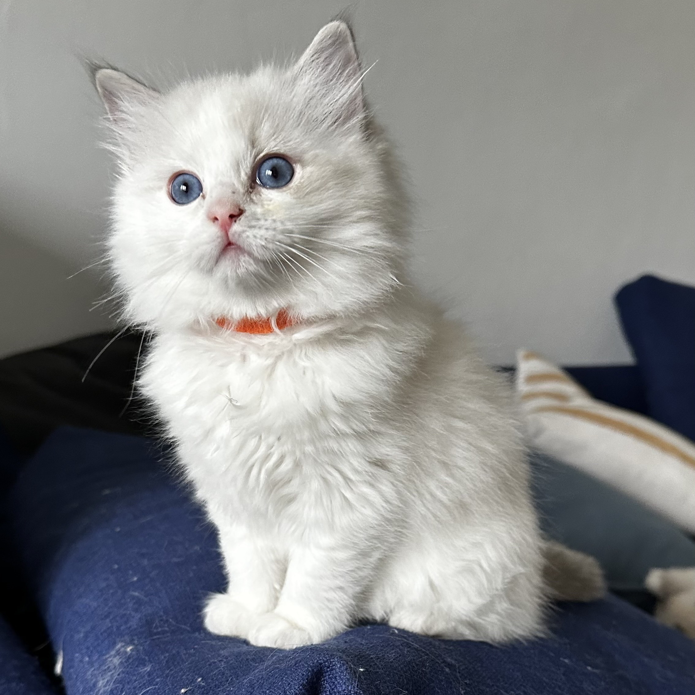 Ragdoll koťátka na mazlíčka