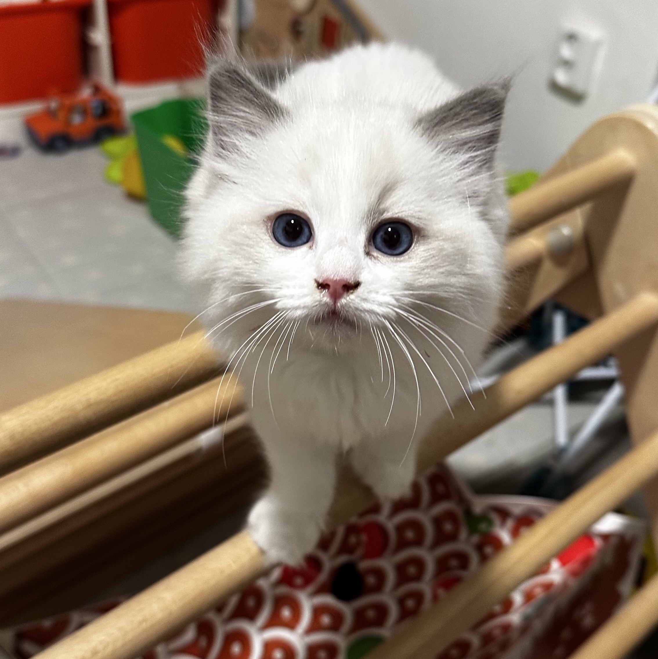 Ragdoll koťátka na mazlíčka