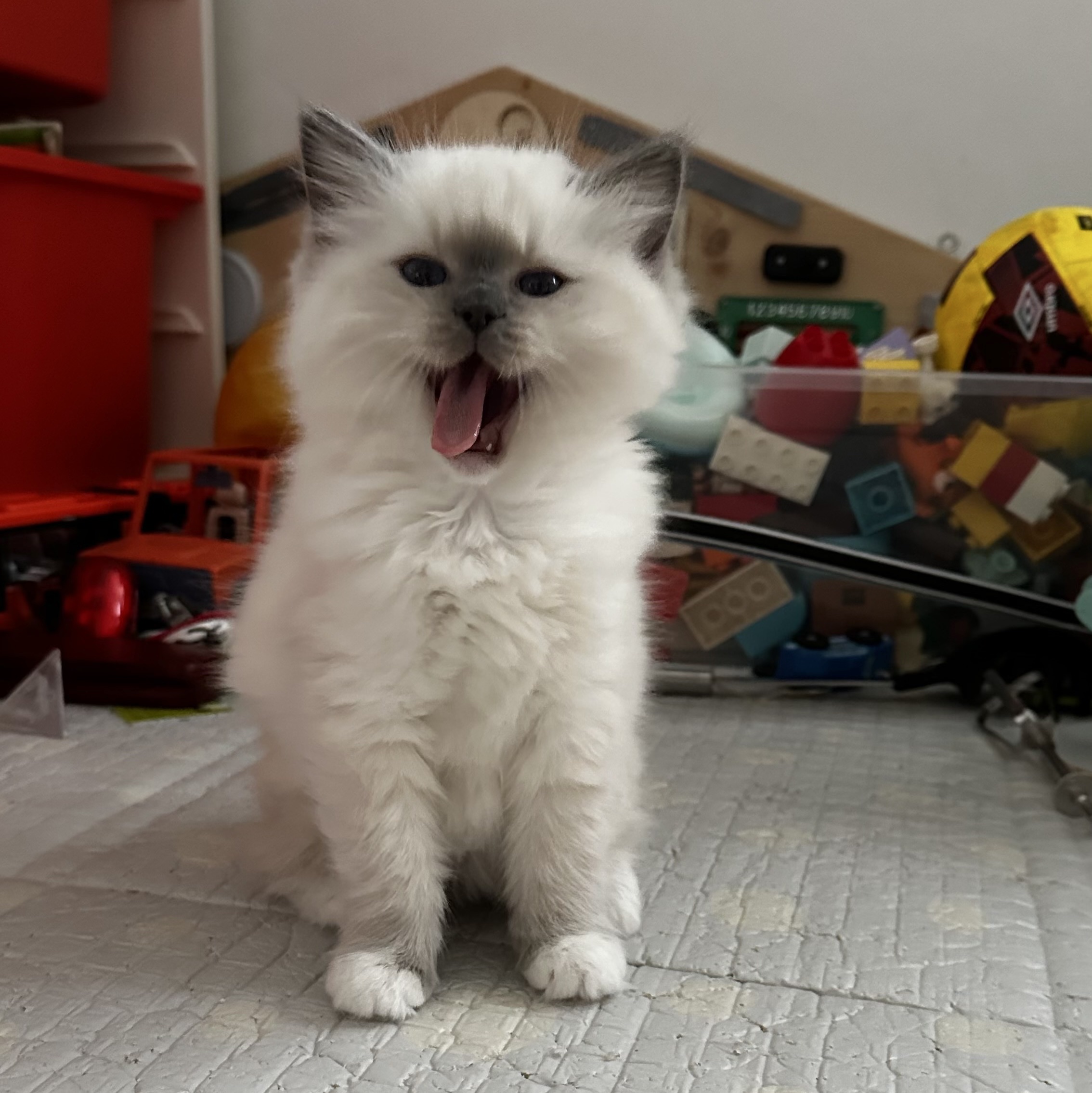 Ragdoll koťátka na mazlíčka