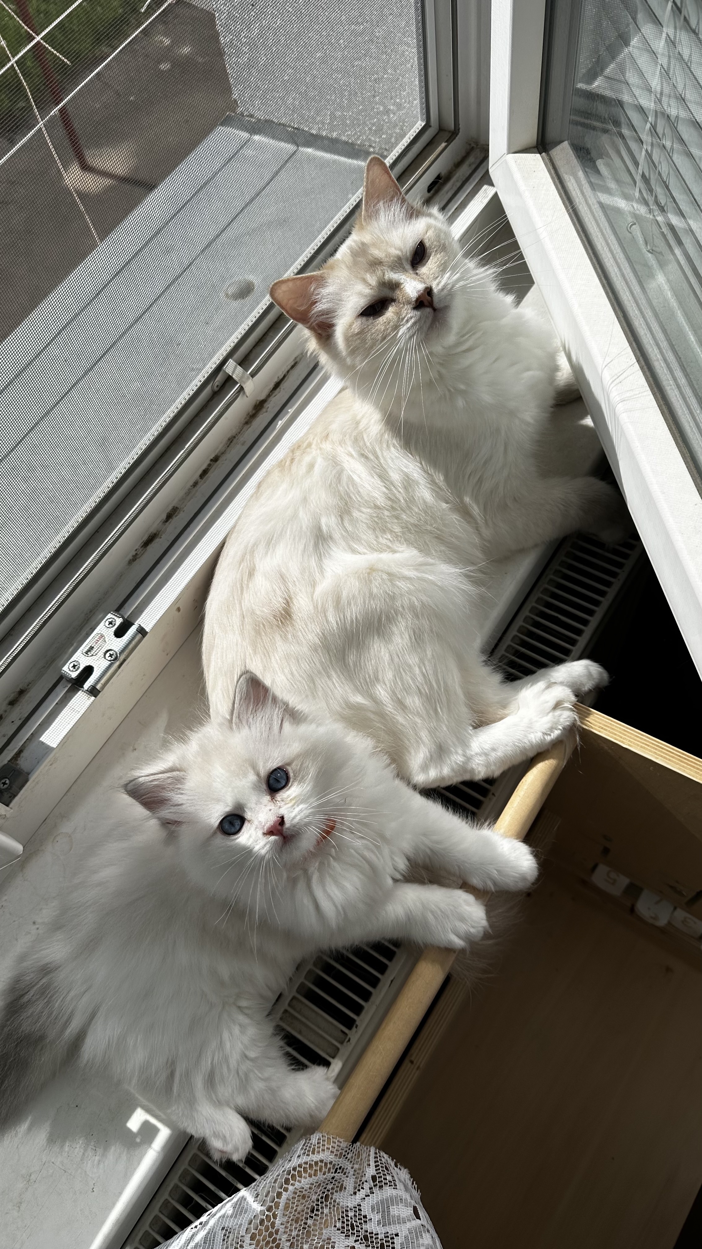 Ragdoll koťátka na mazlíčka