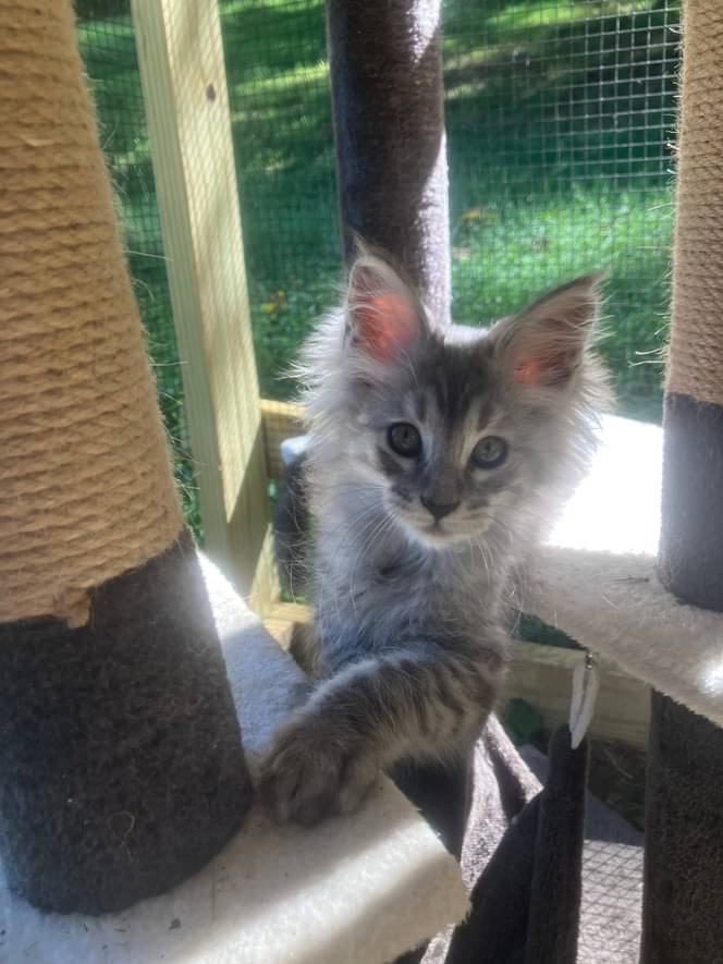 Maine Coon Kittens - Silver Shaded and Black Smoke