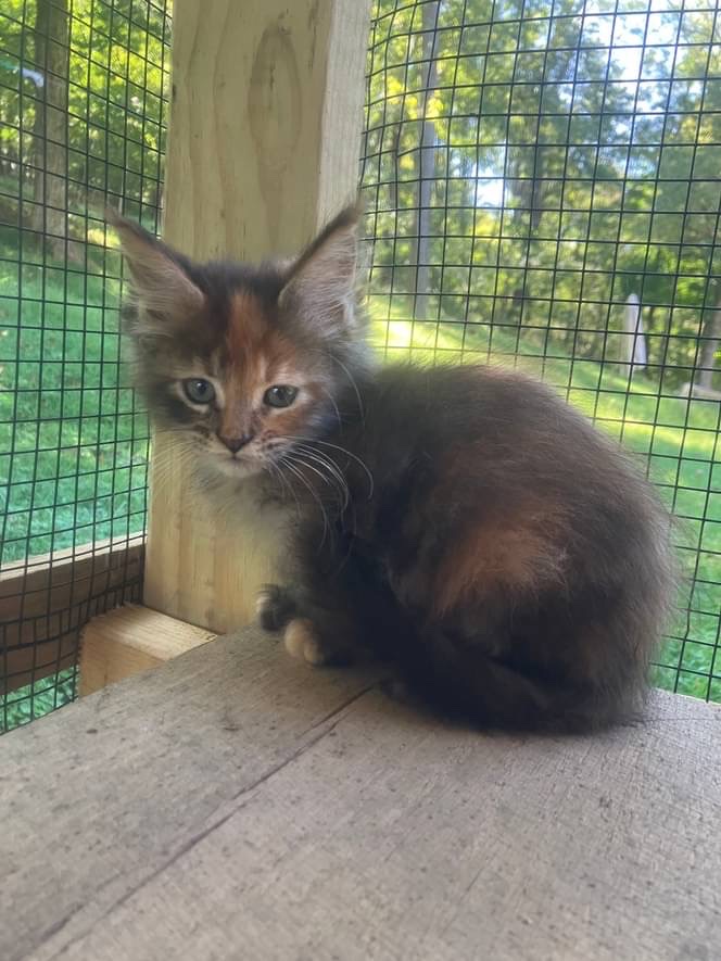 Tortoiseshell Female Kitten