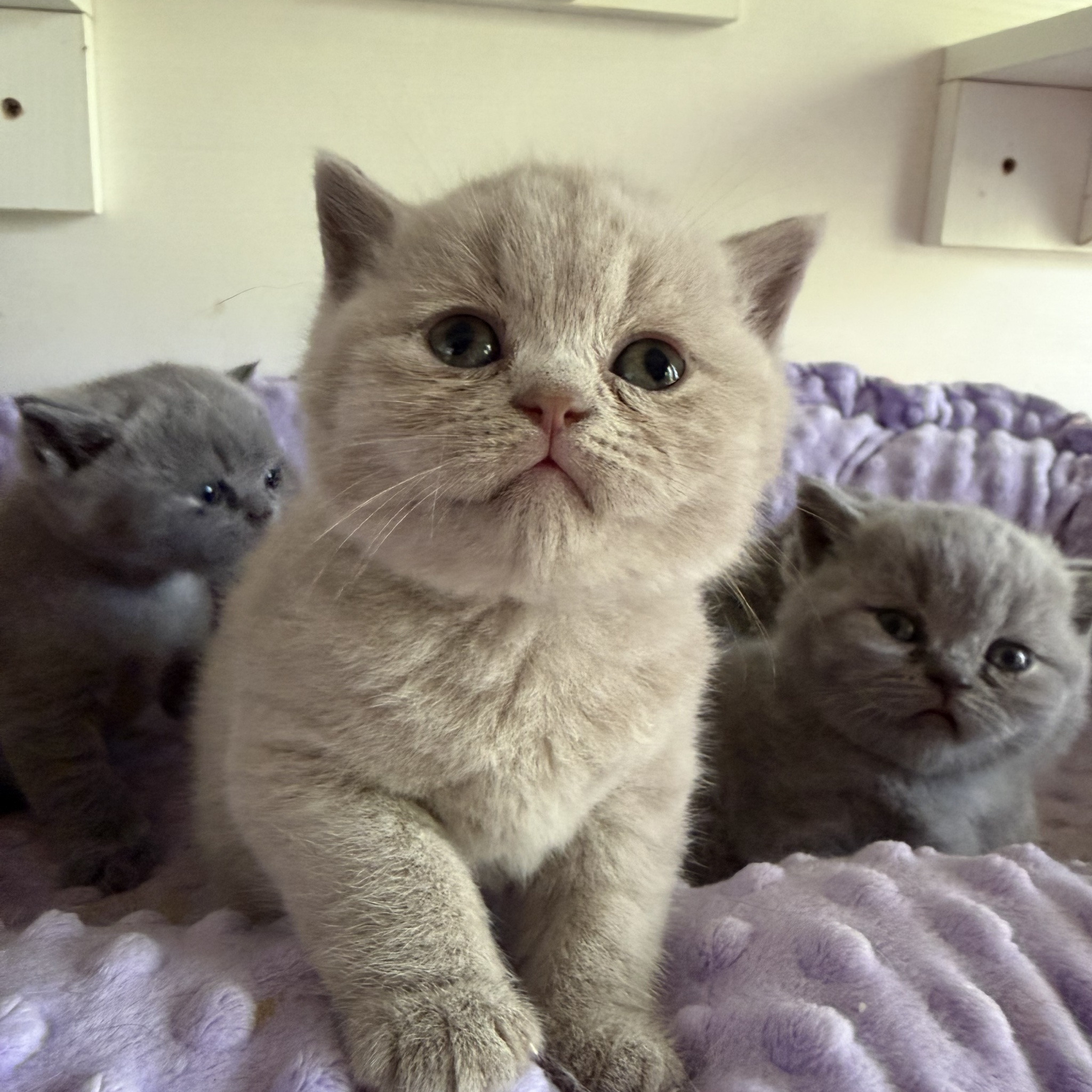 Isla Lilac Boy