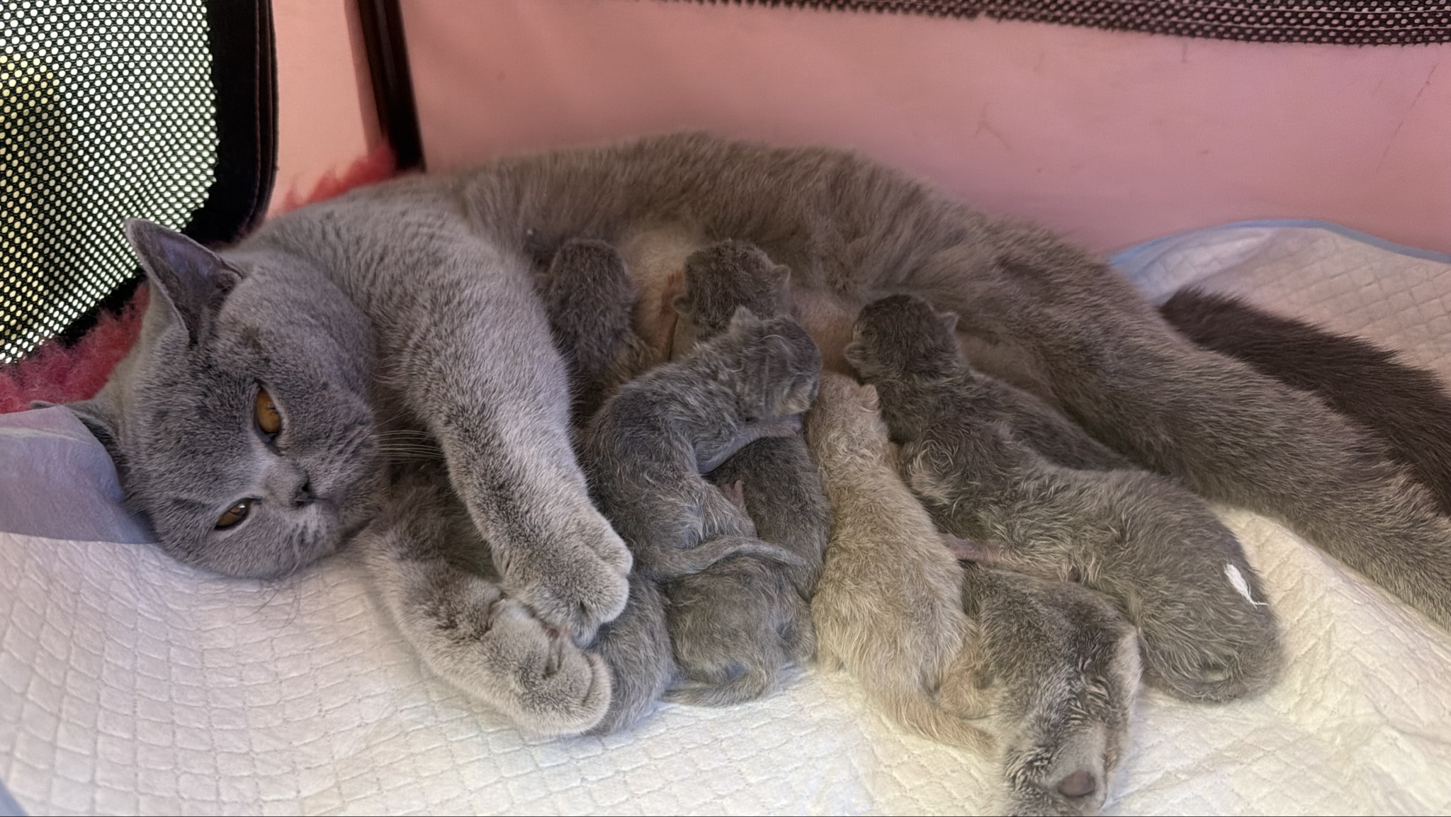 Kitten 4