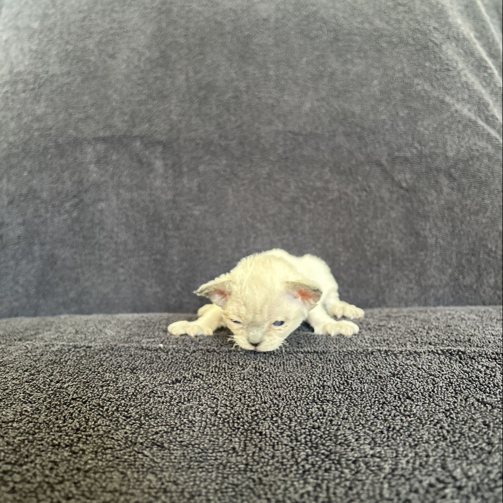 Kitten Salami