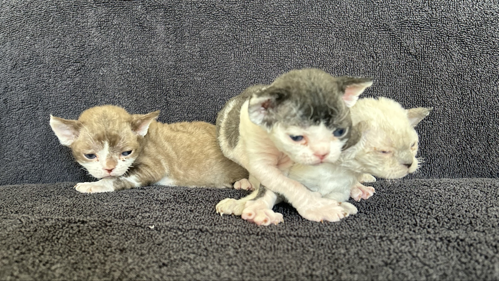 Kitten 3