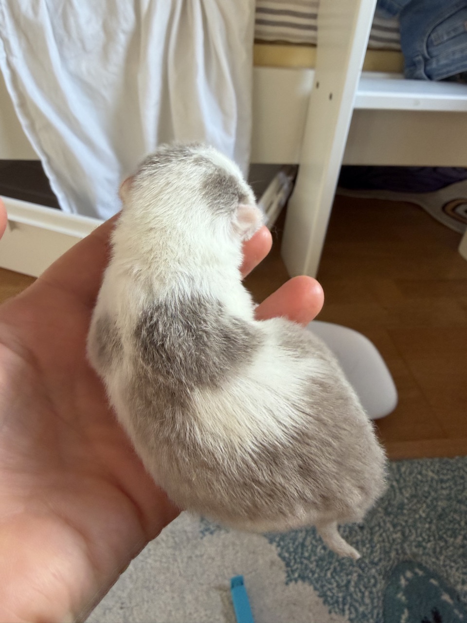 Kitten 3