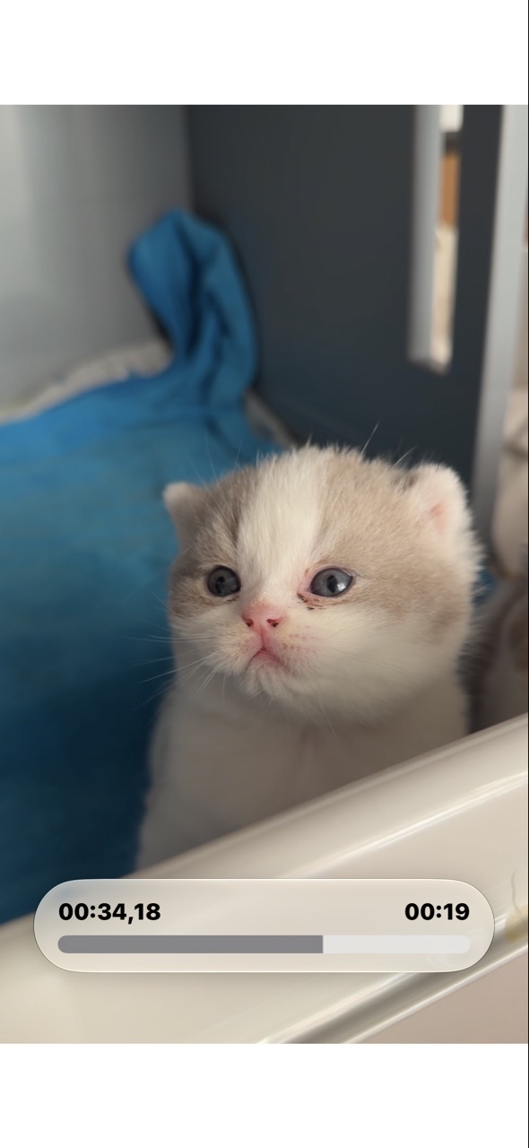 Kitten 1