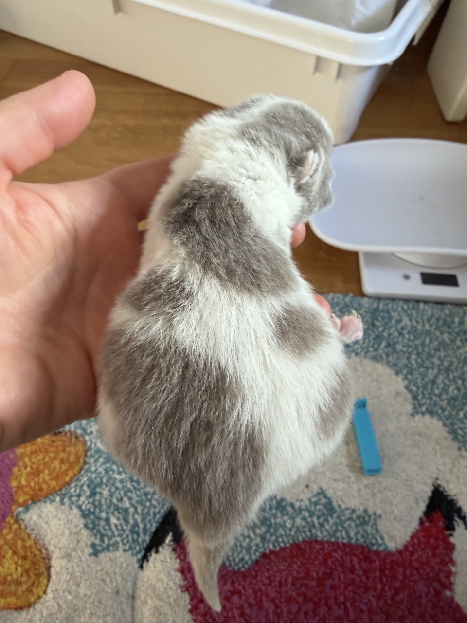 Kitten 1
