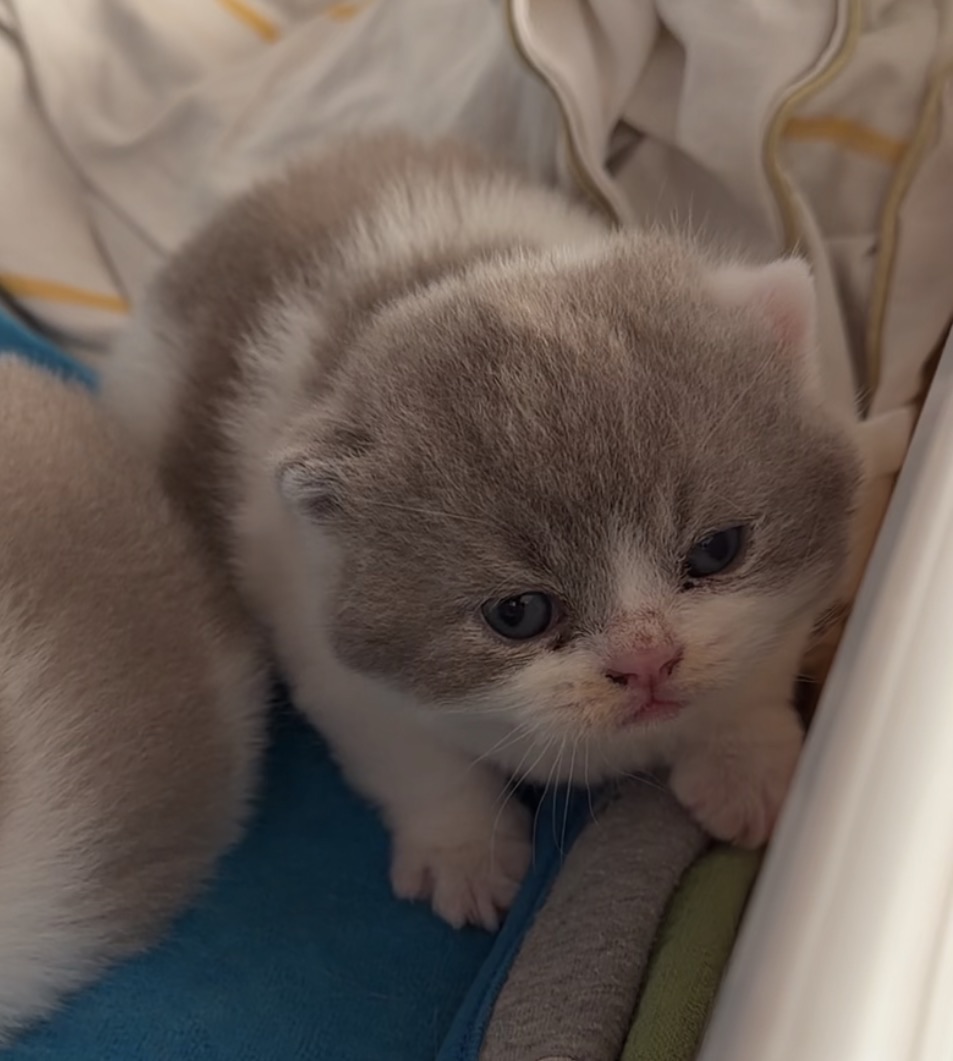 Kitten 2