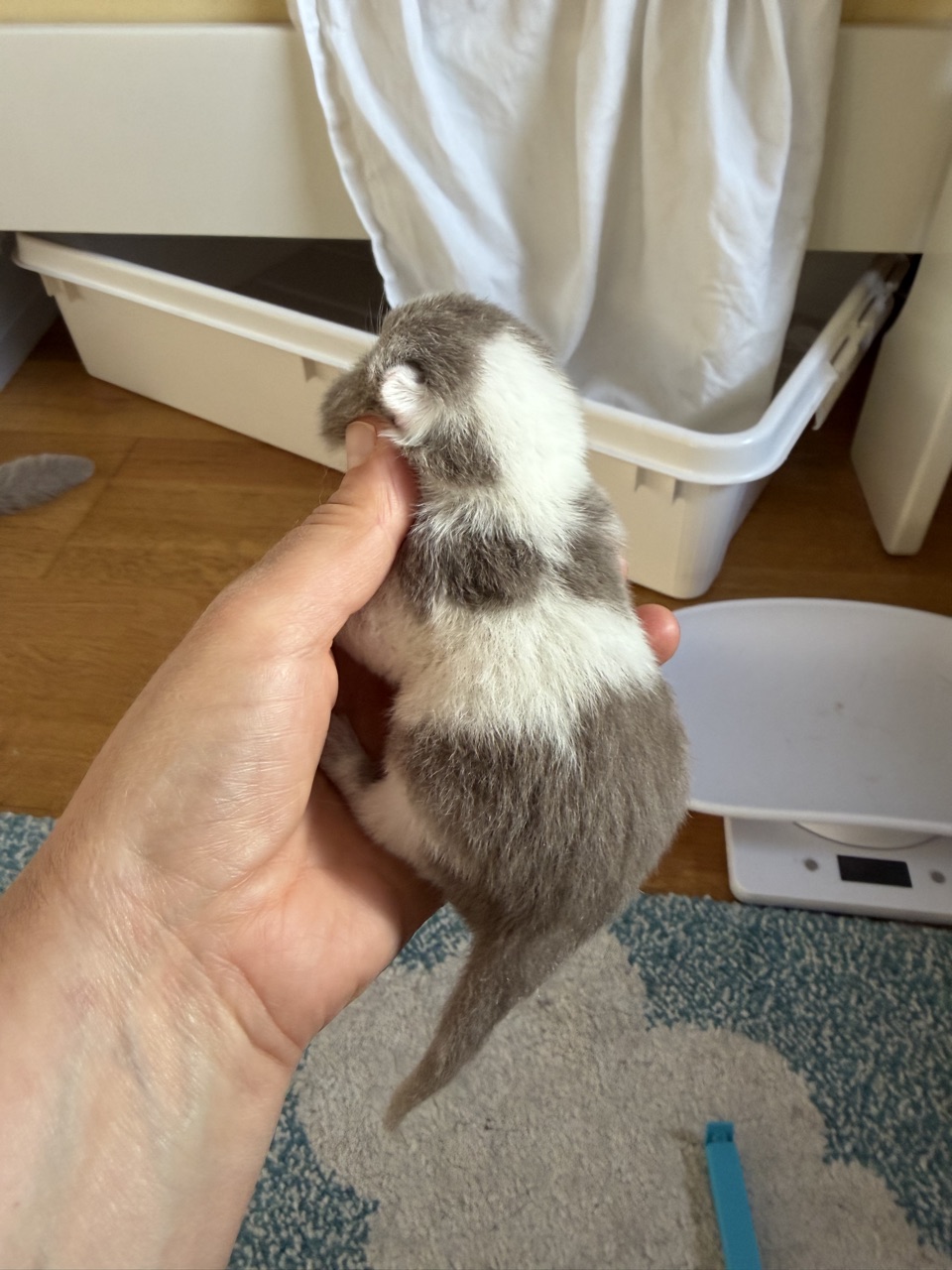 Kitten 2