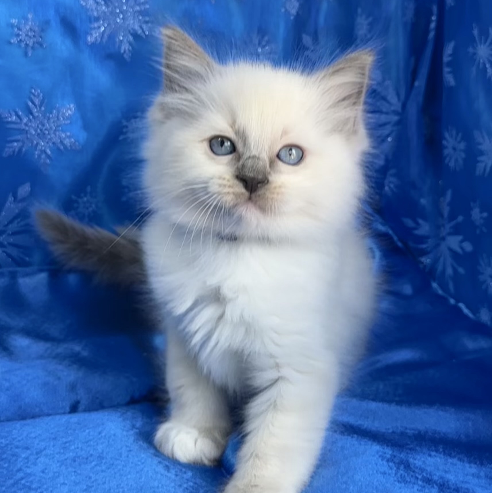 Blue Mitted Male 💙