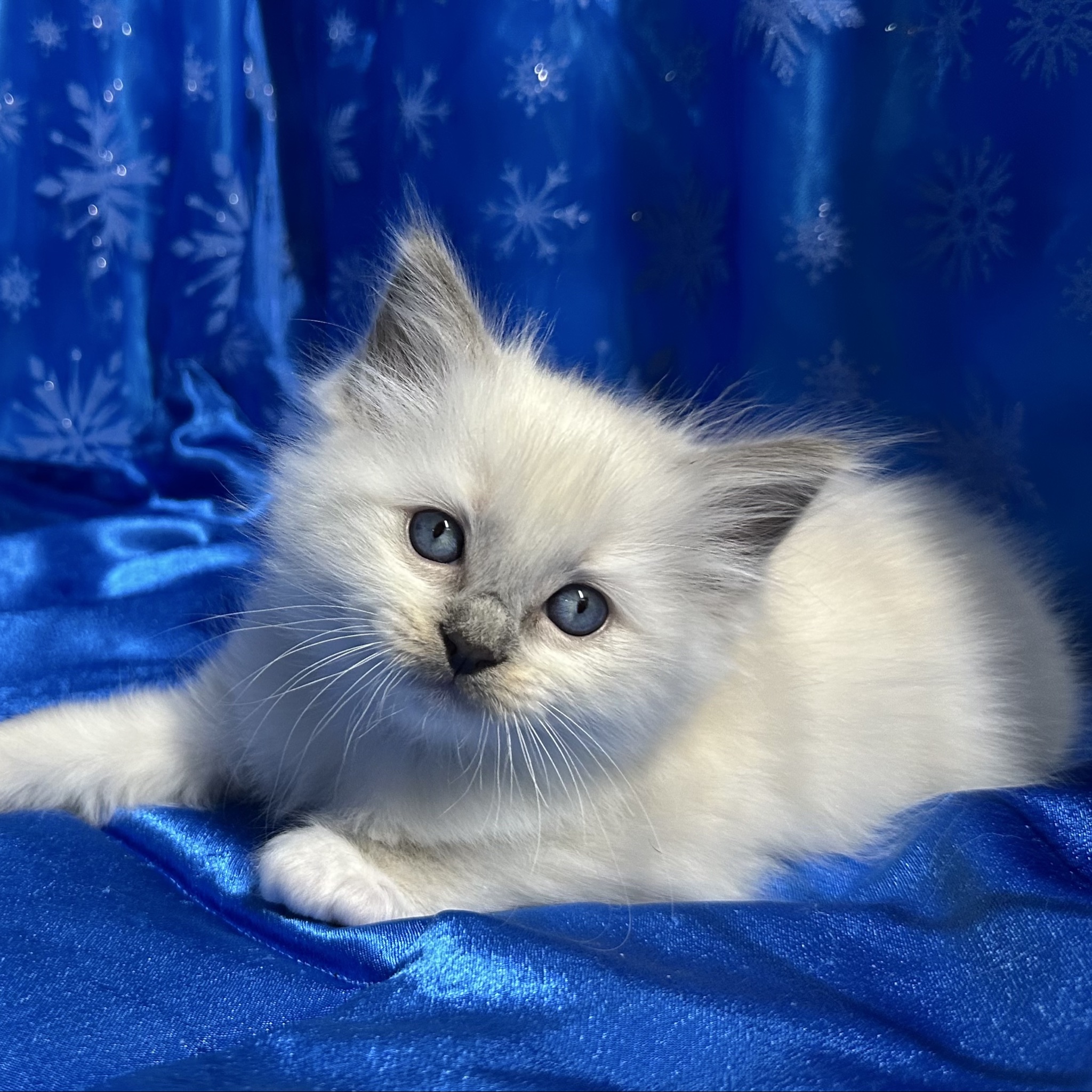 Blue Mitted Male 💙