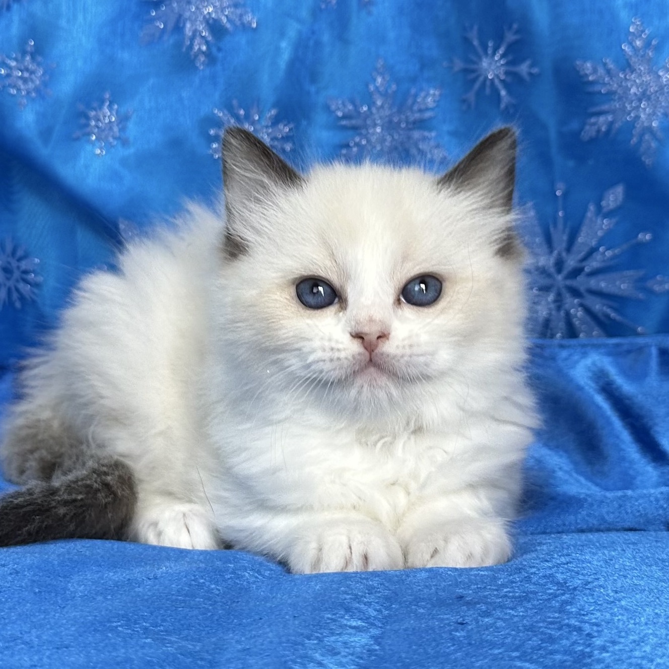 Choc Bicolour Female