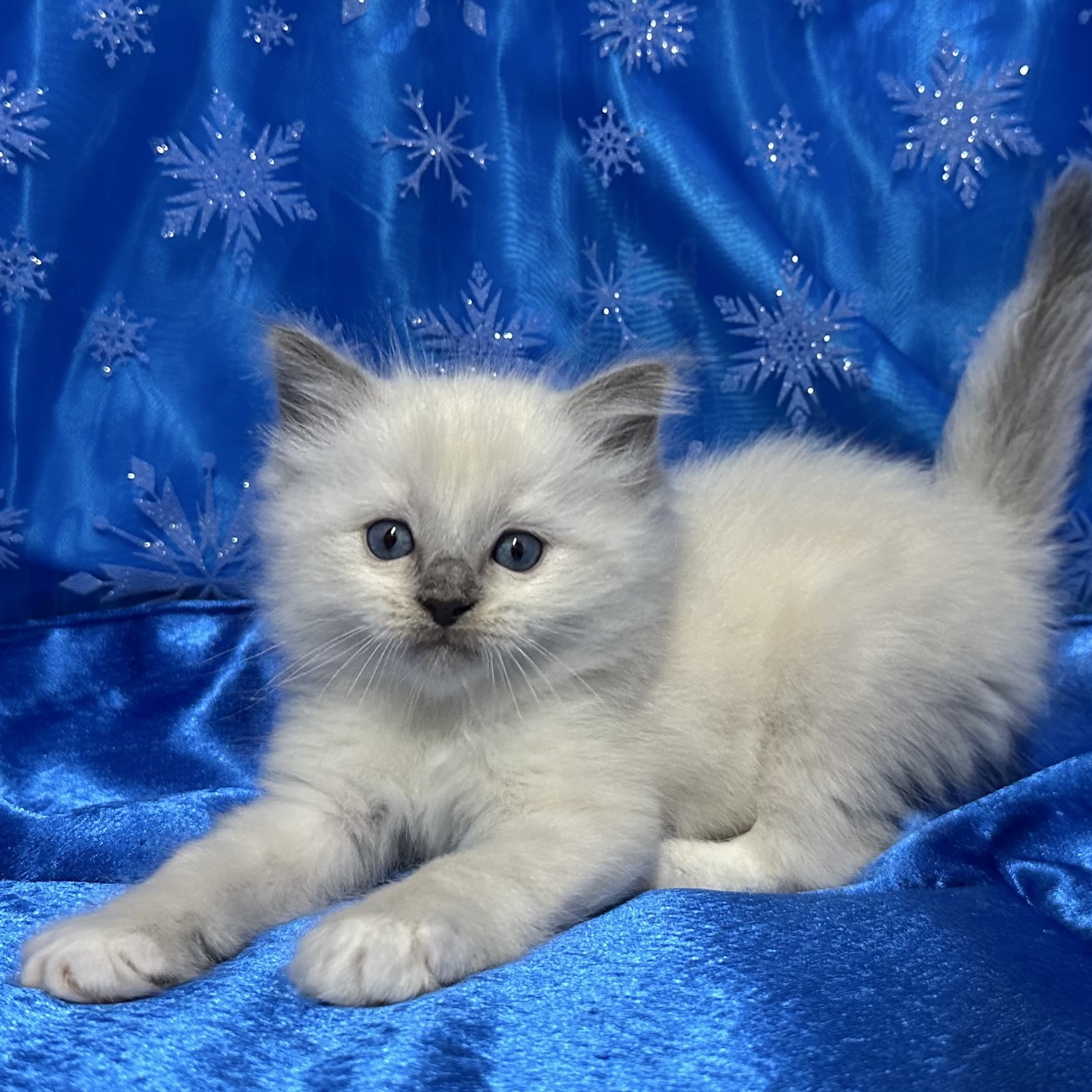 Blue Mitted Male 🤍