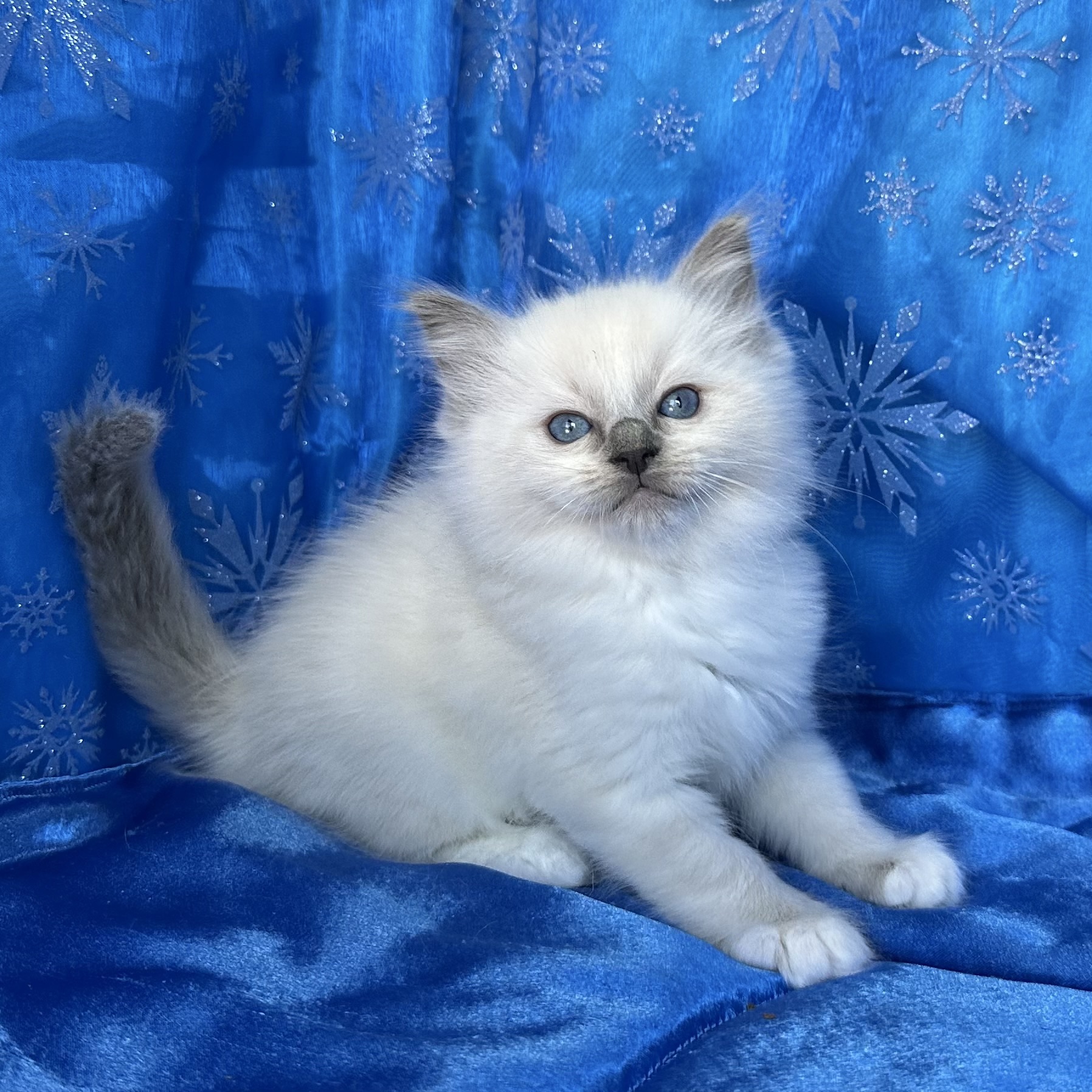 Blue Mitted Male 🤍