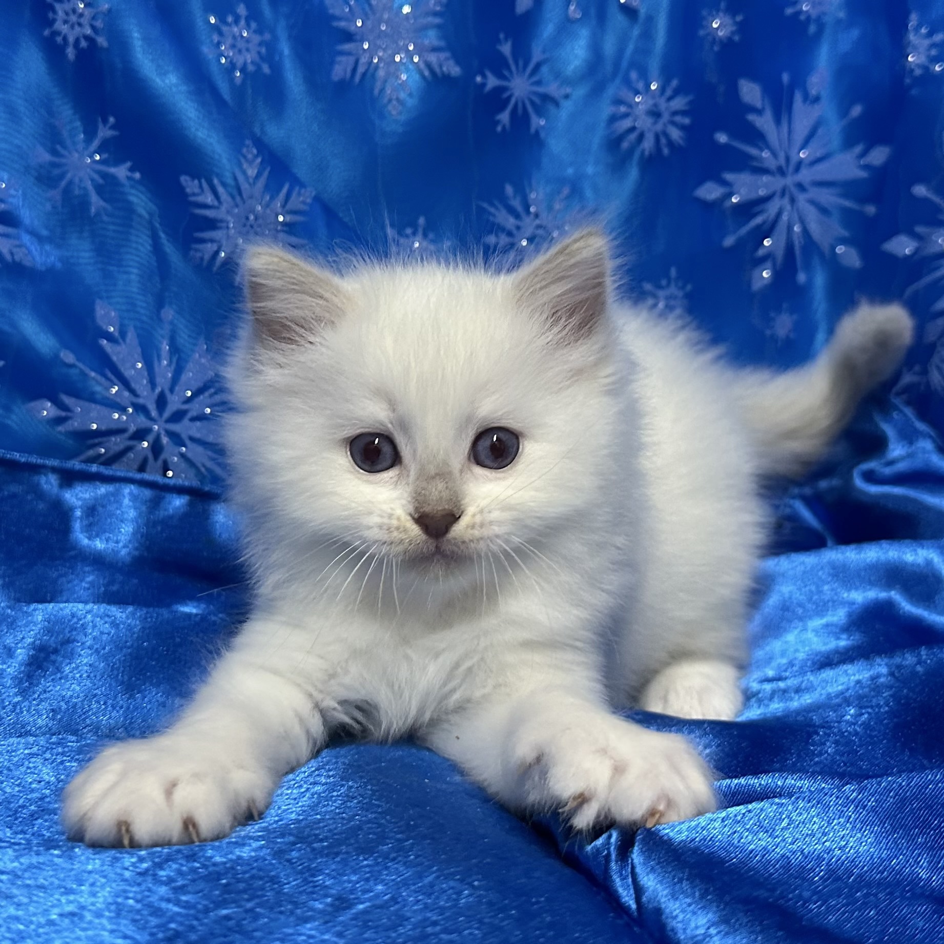 Lilac Mitted Male 🧡