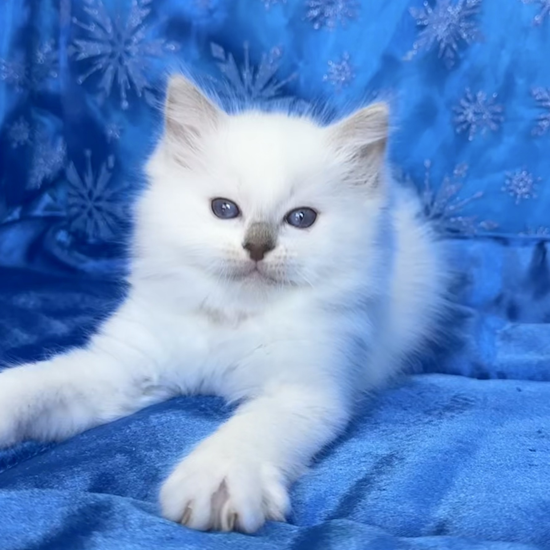 Lilac Mitted Male 🧡