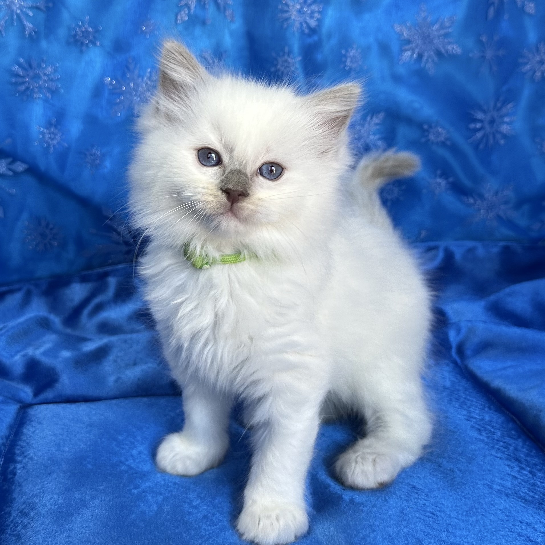 Lilac Mitted Male 💚