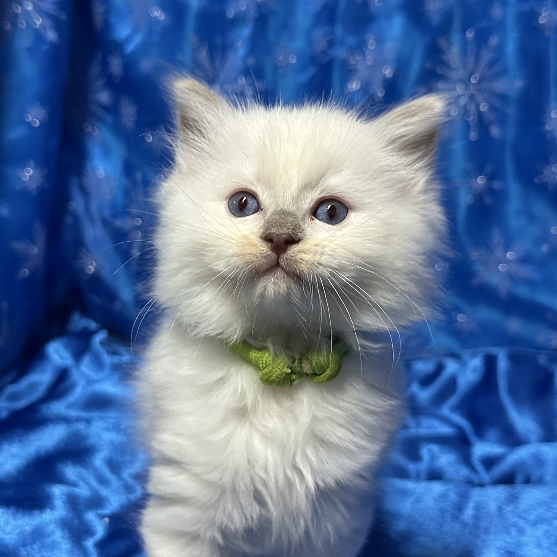Lilac Mitted Male 💚