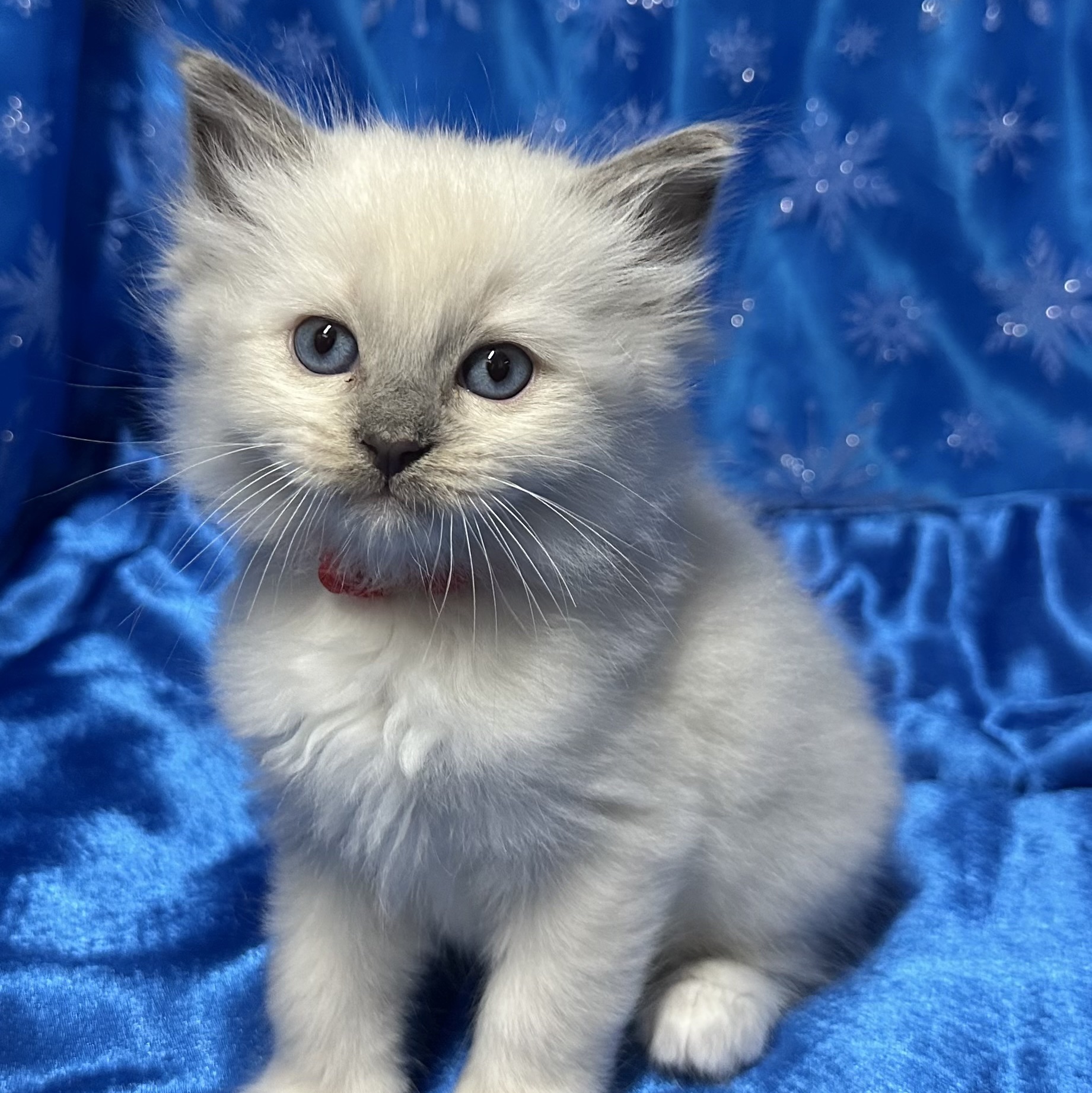 Blue Mitted Male ❤️