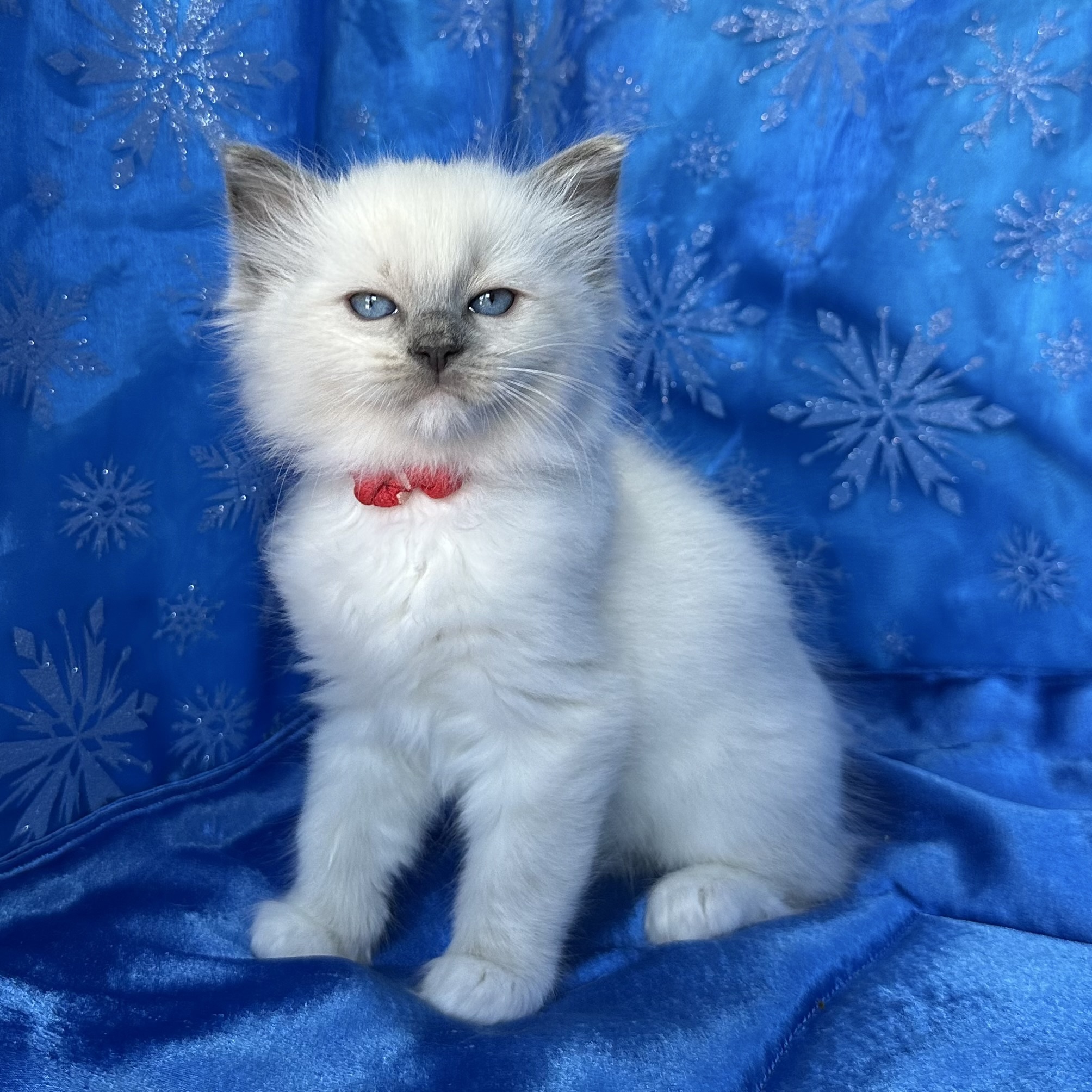 Blue Mitted Male ❤️